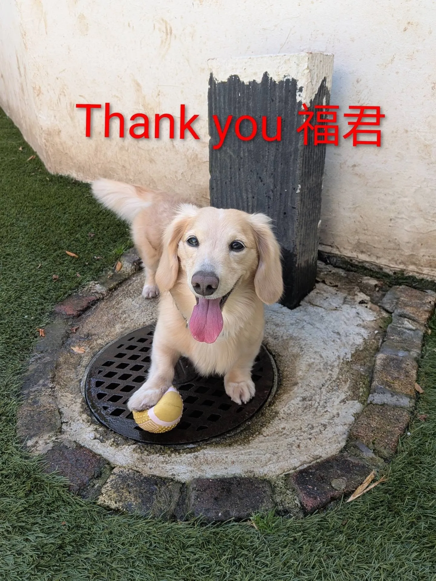 ボール遊びが大好きな福君💓