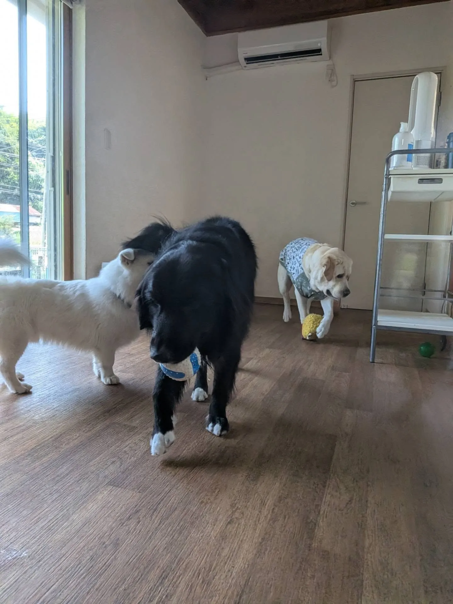 お部屋でおもちゃ遊び🎵