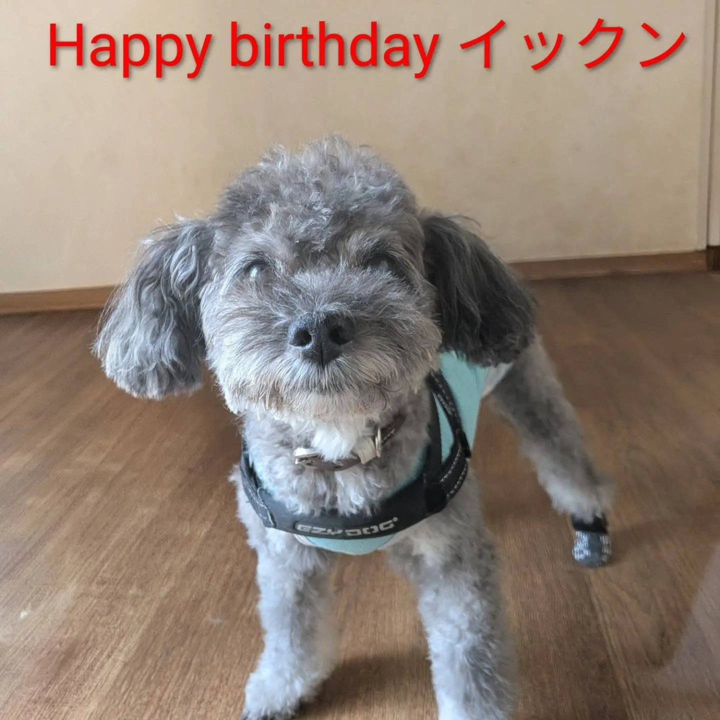 16歳になったイックン💓