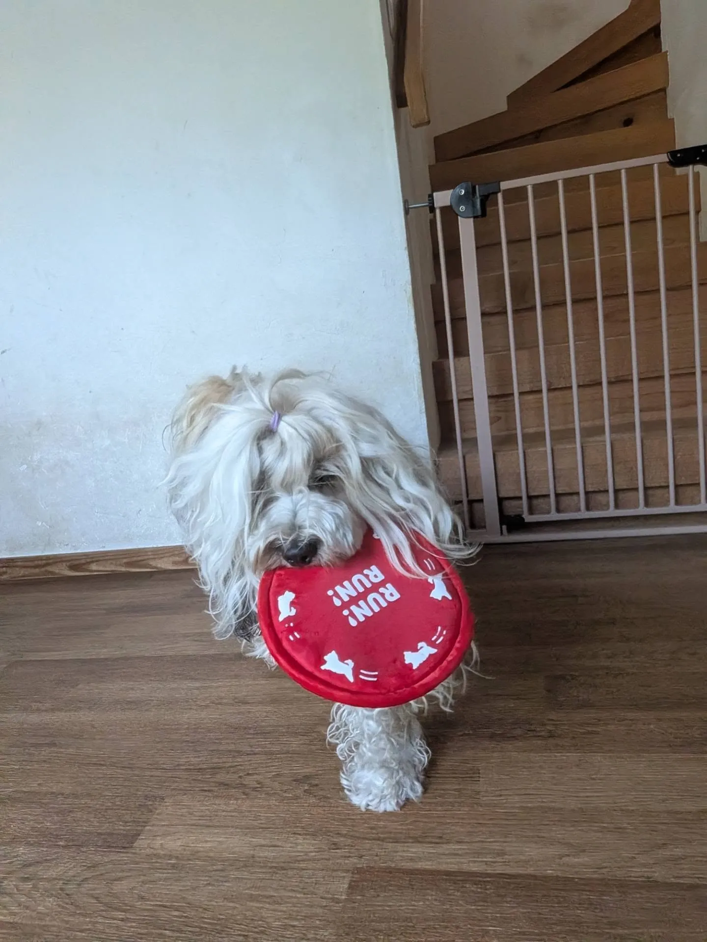 午後からはお部屋遊び🎵