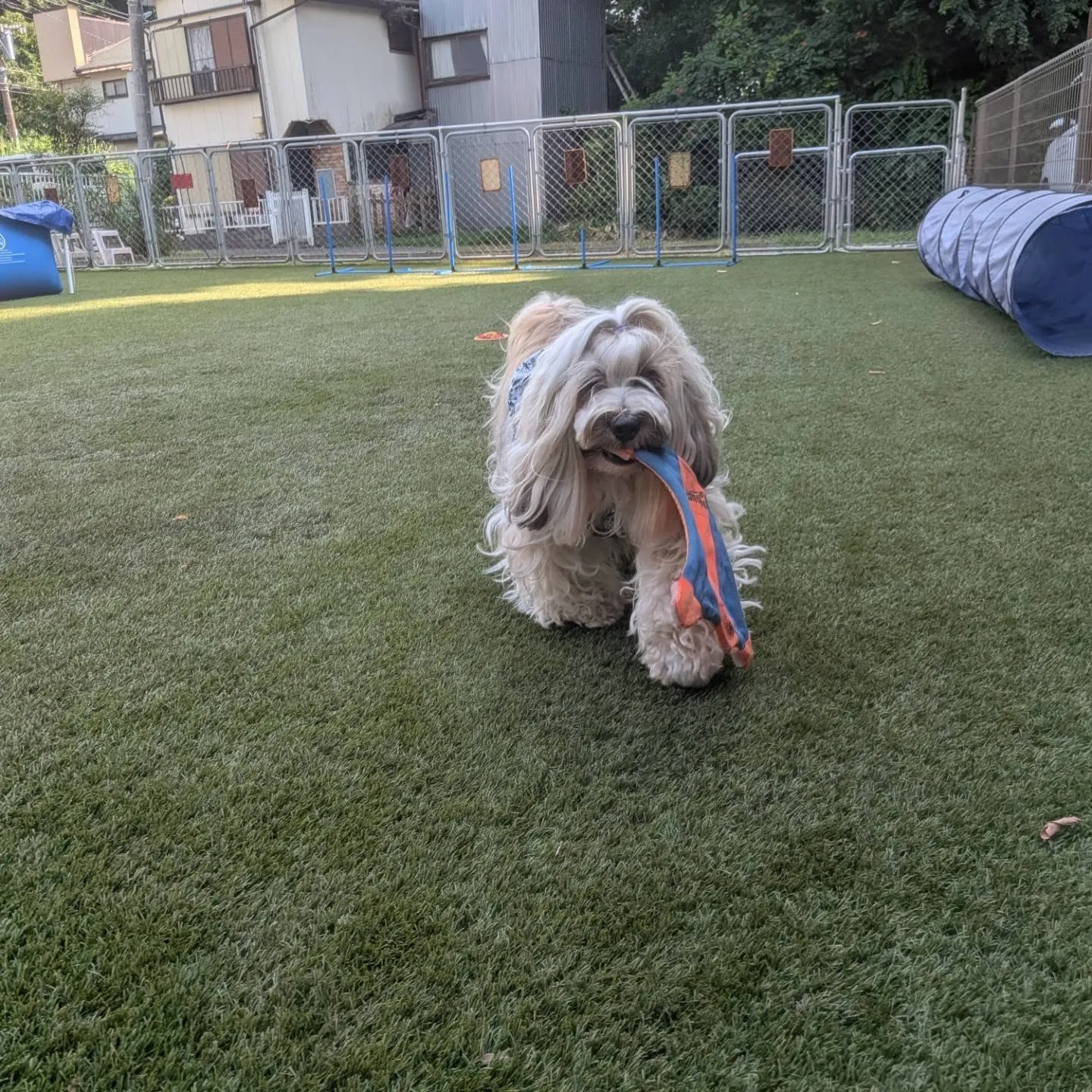 夕方前はまだ暑いのでお散歩は止めてランで遊びました😄
