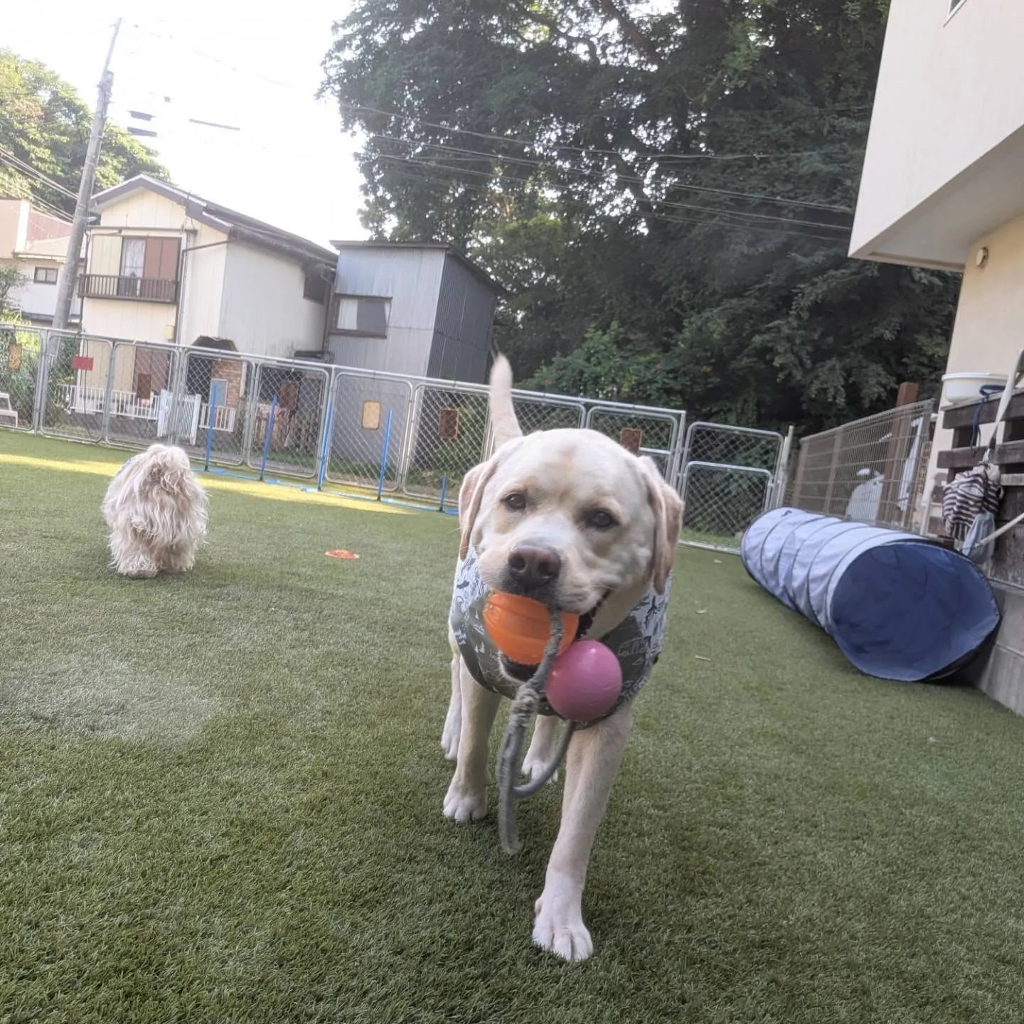 夕方前はまだ暑いのでお散歩は止めてランで遊びました😄