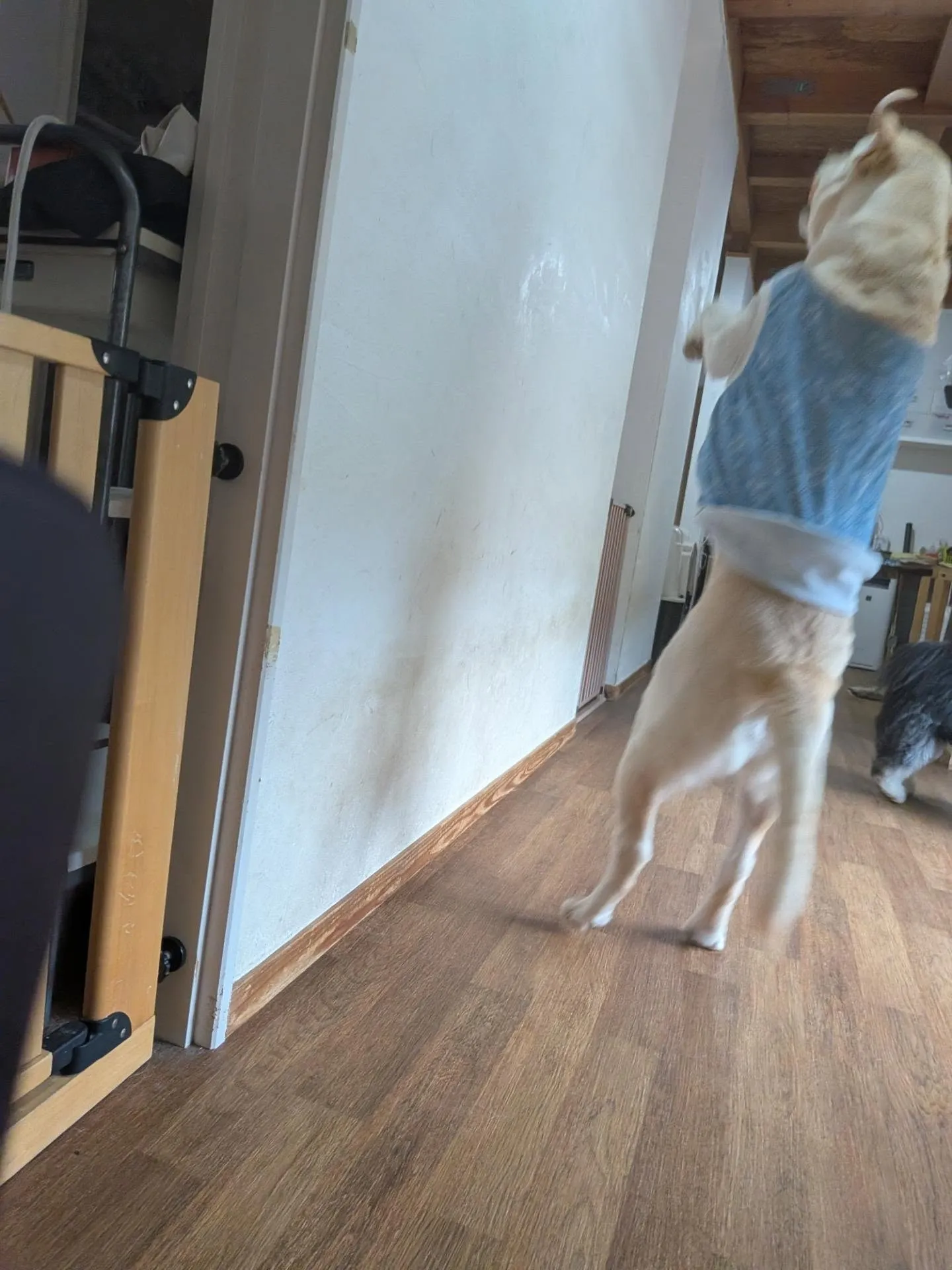 お部屋で遊ぶわんこさん💓