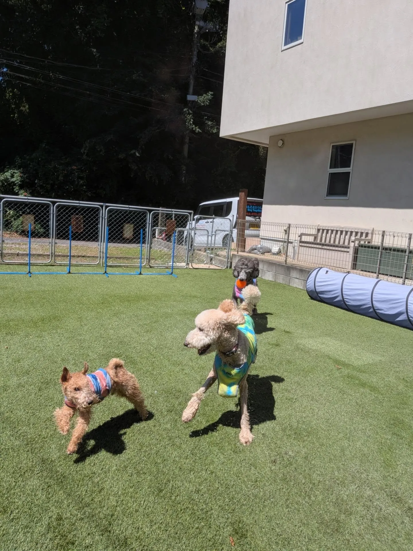 朝は暑いのでお散歩は控えてプールとボール遊びだよ〜😄