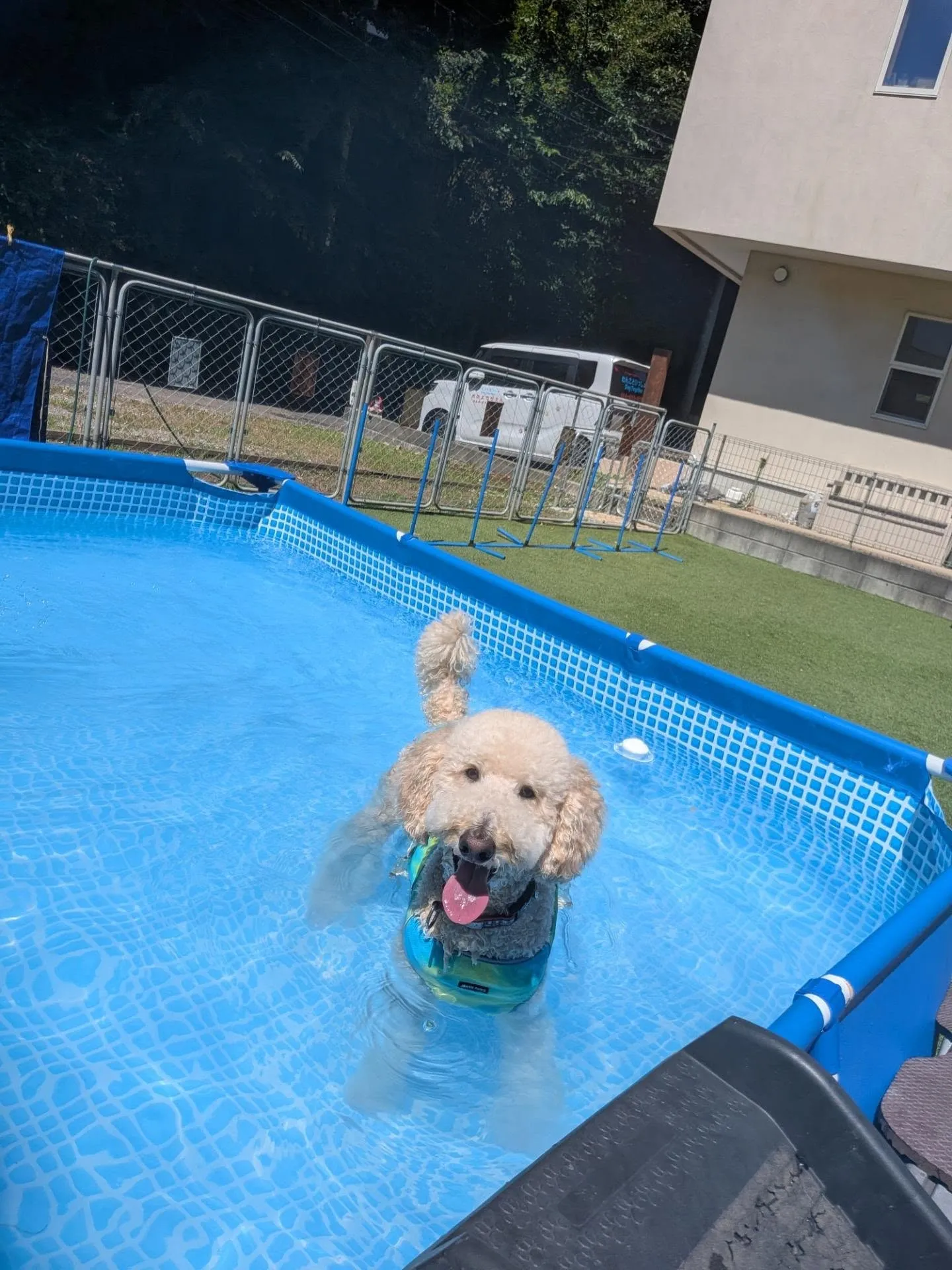 朝は暑いのでお散歩は控えてプールとボール遊びだよ〜😄