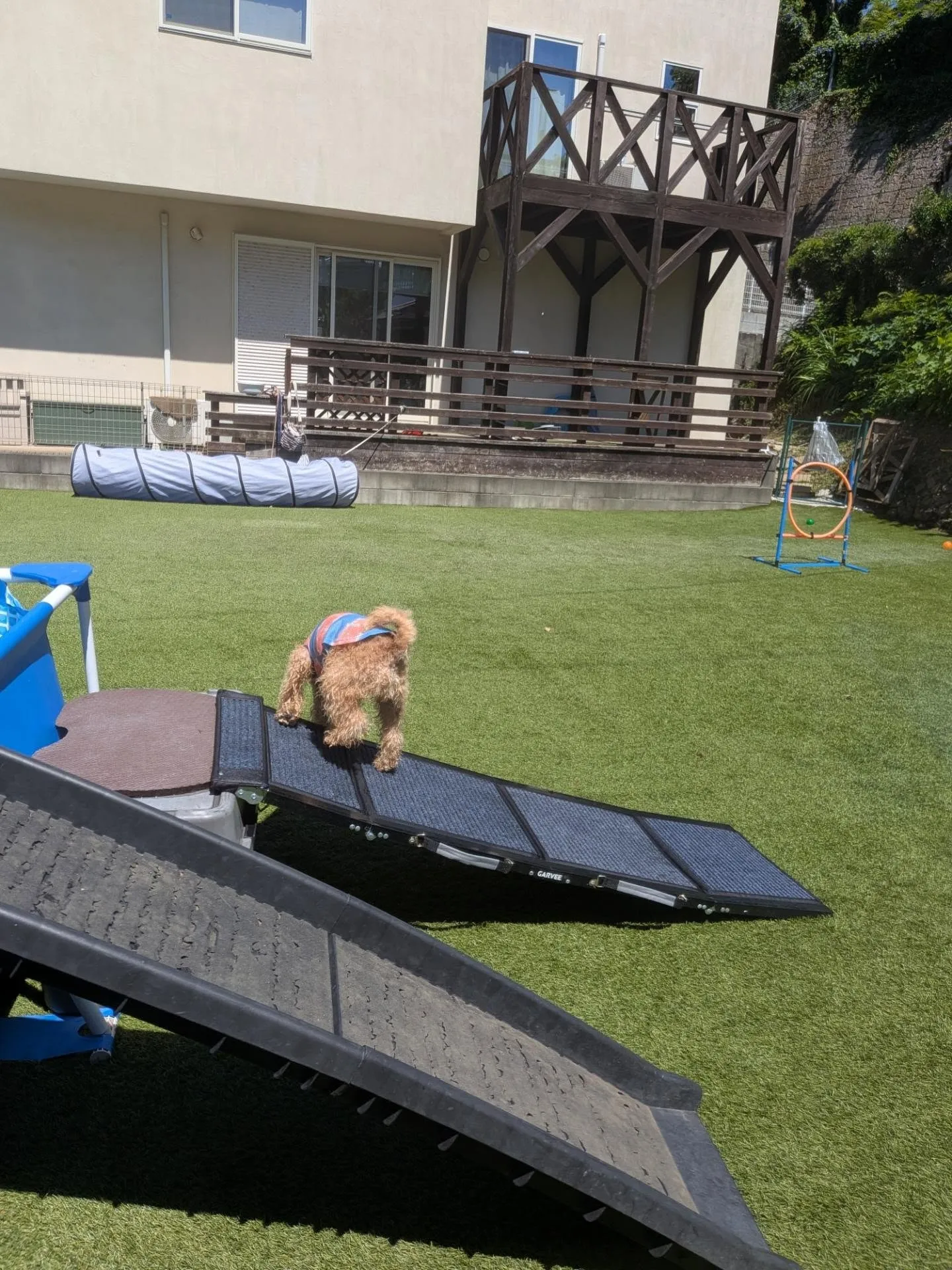 暑い中元気に遊ぶわんこさん💓