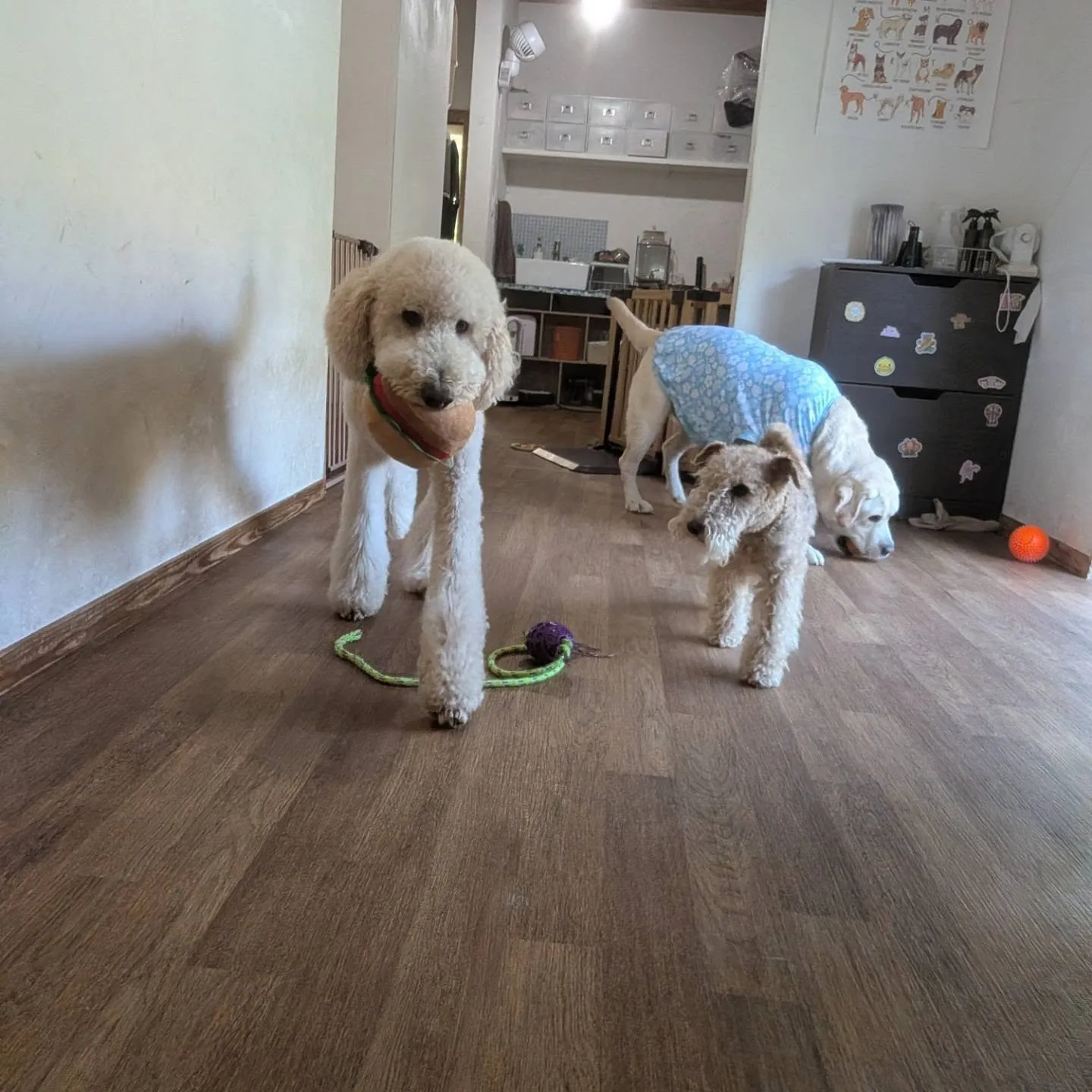 日中はお部屋でおもちゃ遊び💓