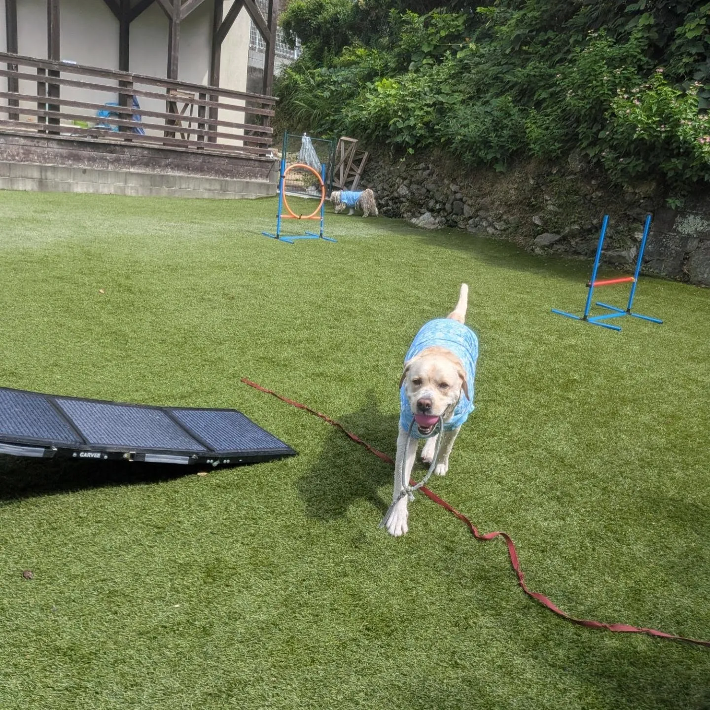午前中はプール入ってランで走るわんこさん💓