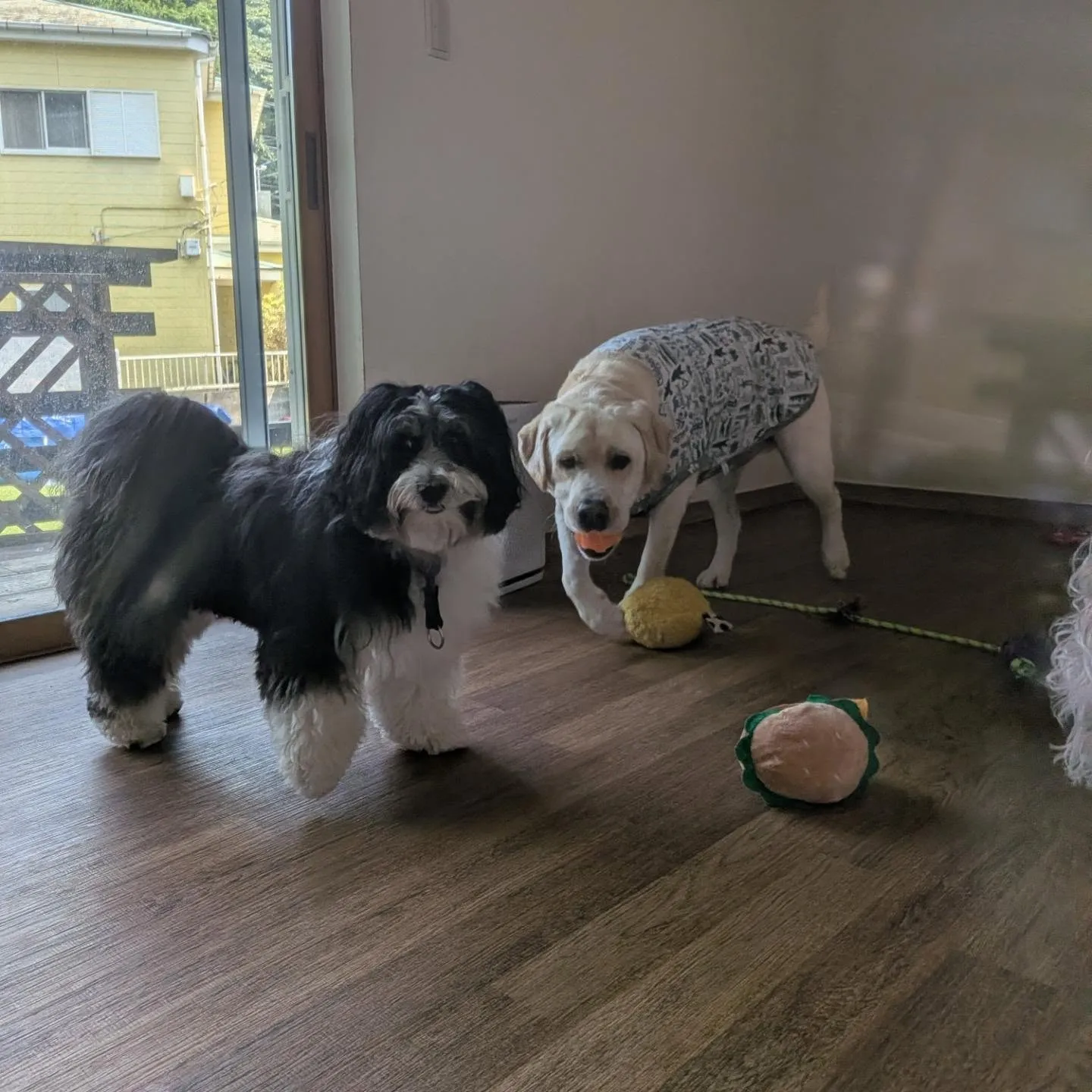 お部屋で遊ぶわんこさん💓
