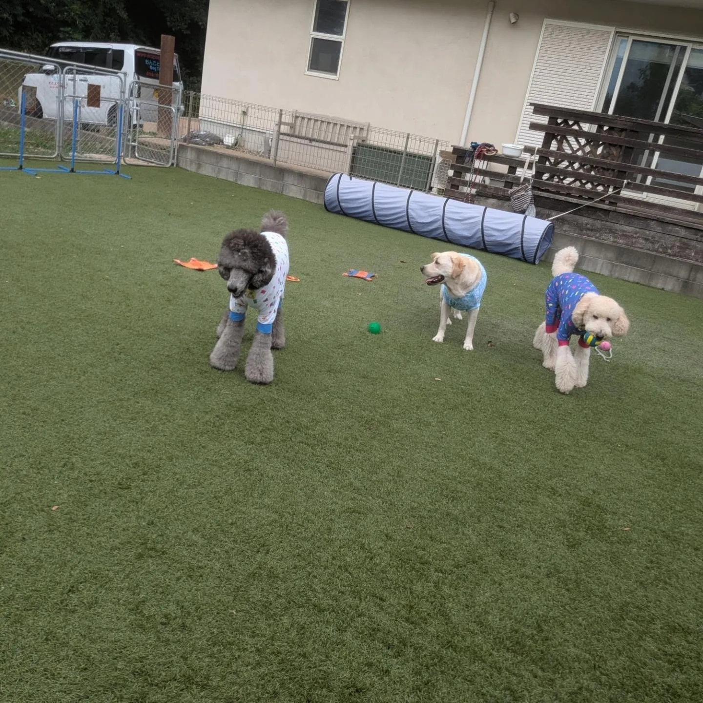 朝はいつもより涼しかったのでお散歩も行けました😄