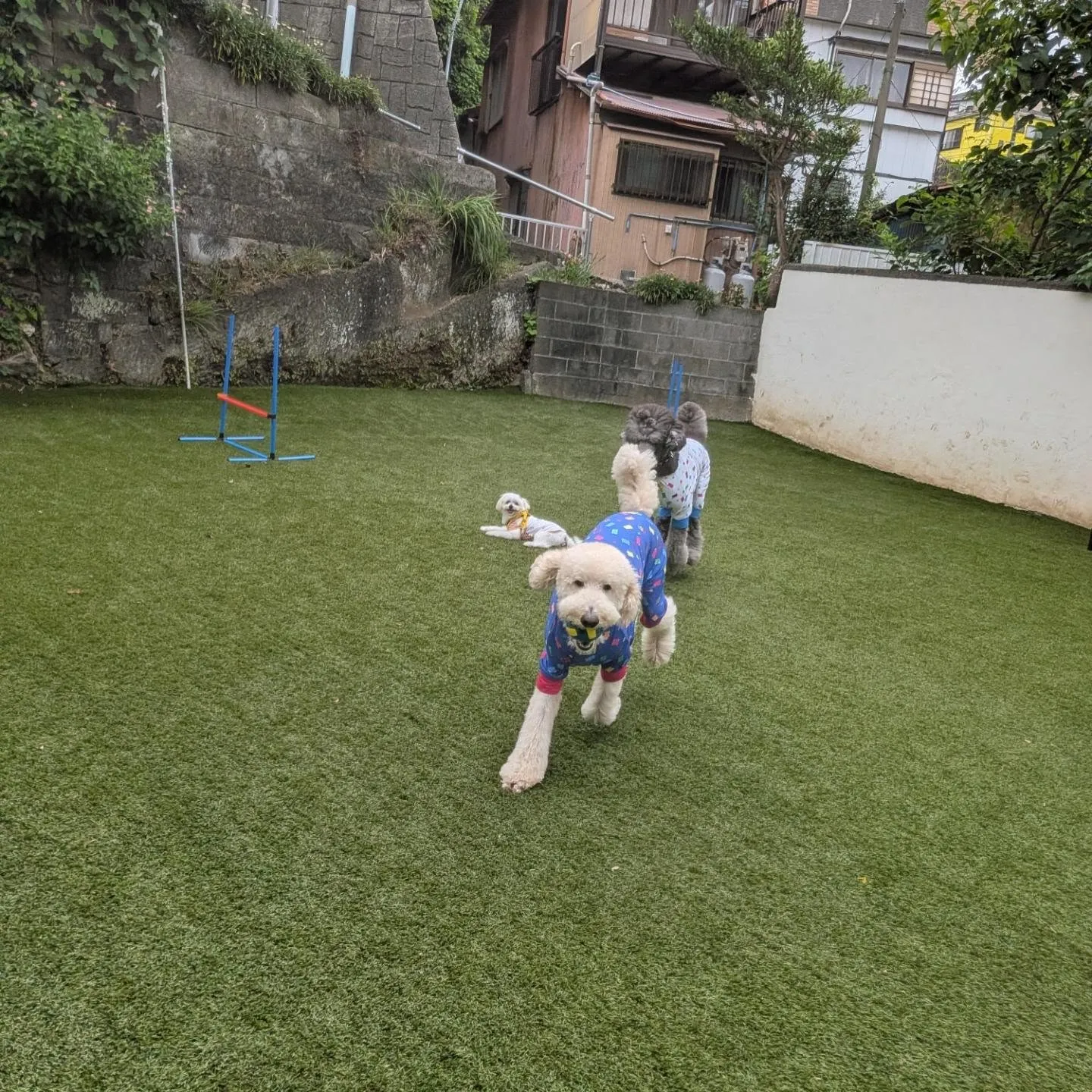 朝はいつもより涼しかったのでお散歩も行けました😄