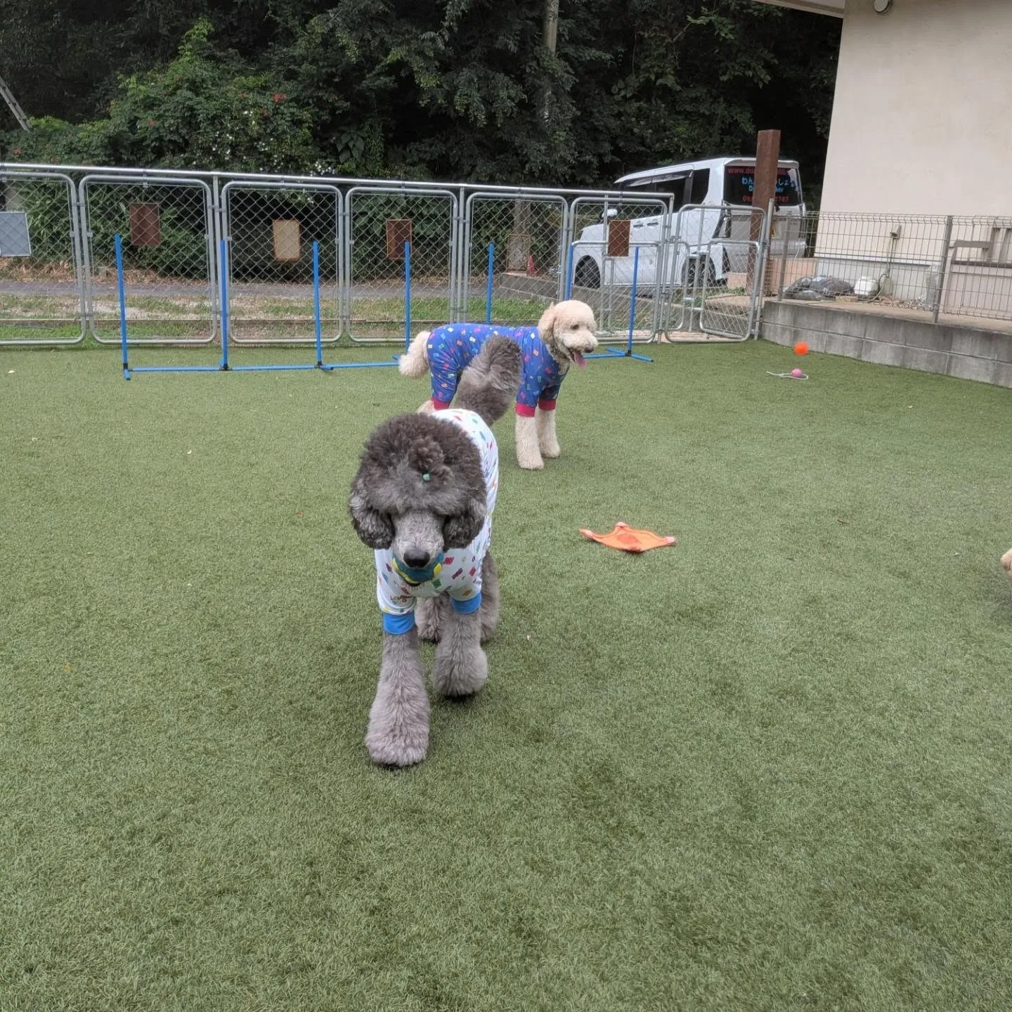 朝はいつもより涼しかったのでお散歩も行けました😄