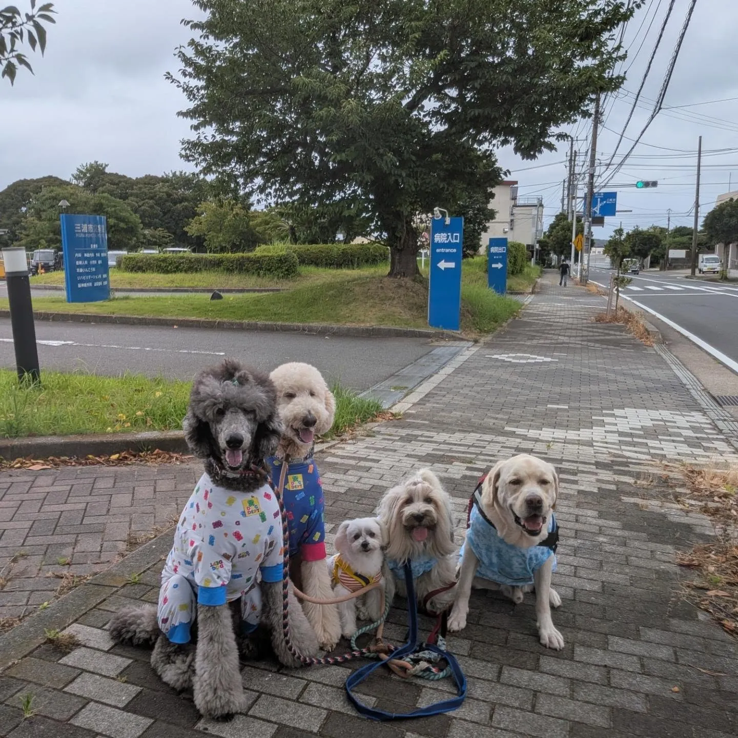 朝はいつもより涼しかったのでお散歩も行けました😄
