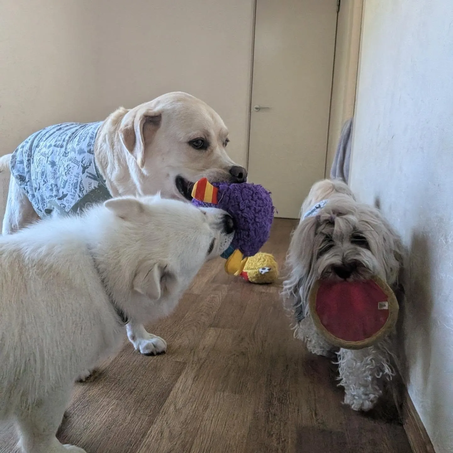 お部屋で楽しく遊ぶわんこさん💓