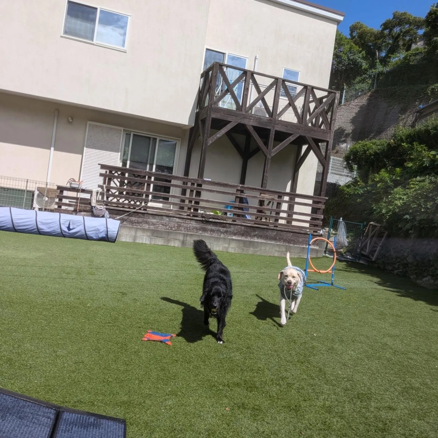 ベル君とグリ君は1泊のお泊り🎵