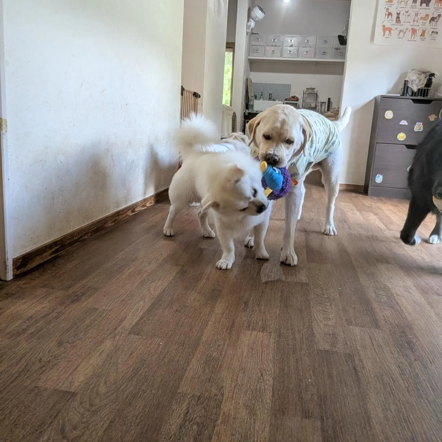 ベル君とグリ君は1泊のお泊り🎵
