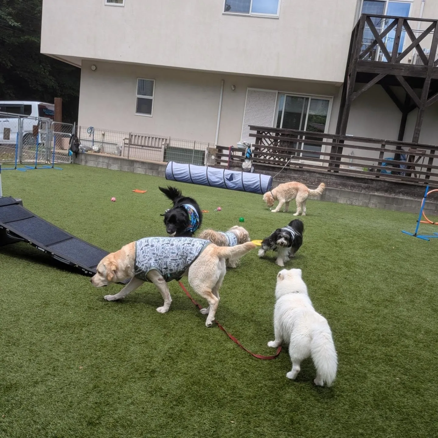 ベル君とグリ君のレッスン日💓