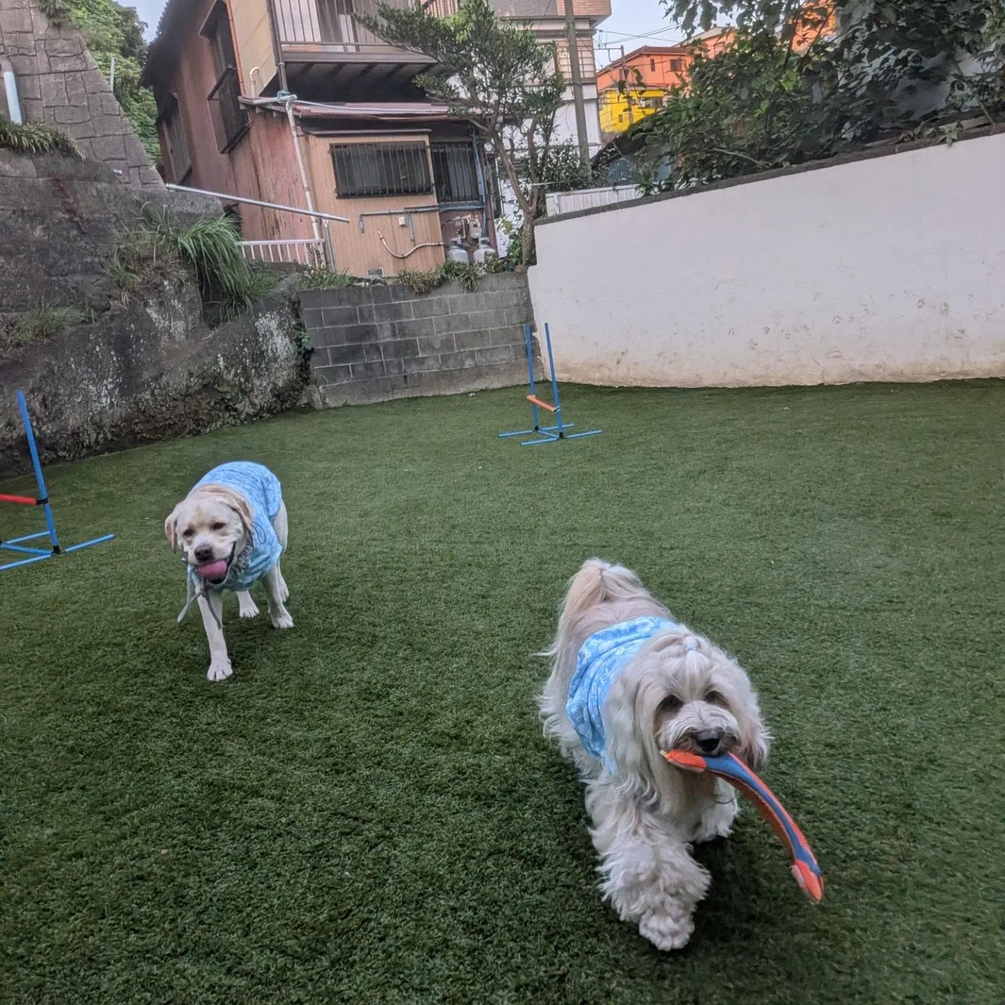毎日暑いけど体調は良いみたいだね☺️