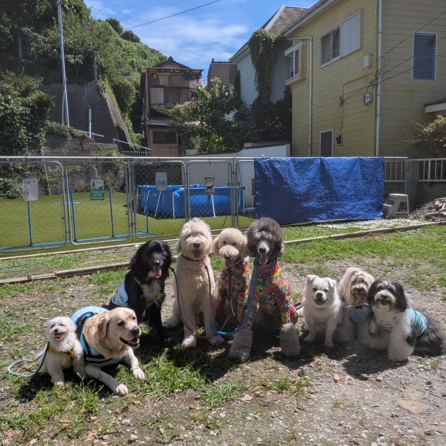 朝はプール入って遊ぶわんこさん💓