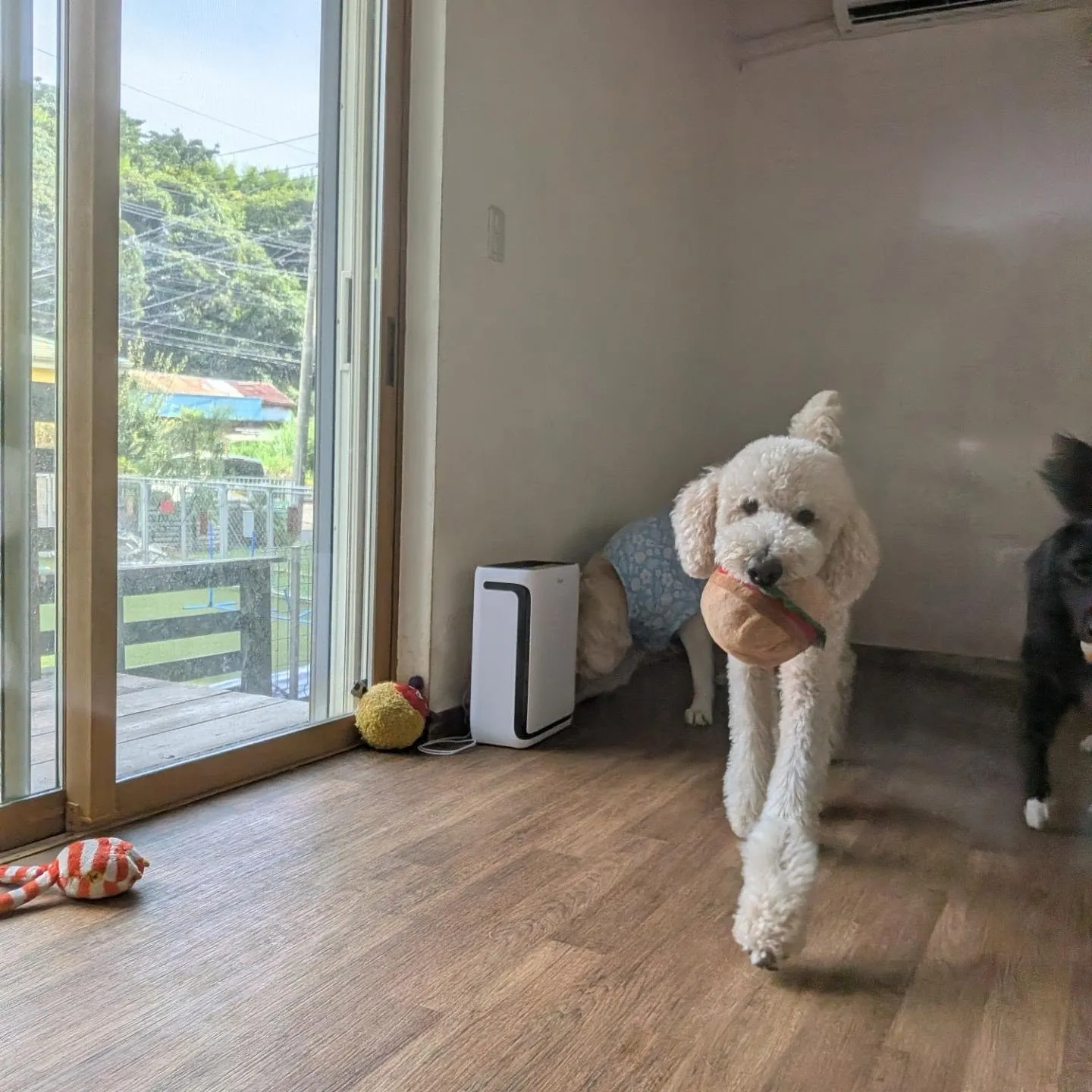 お部屋で遊ぶわんこさん💓