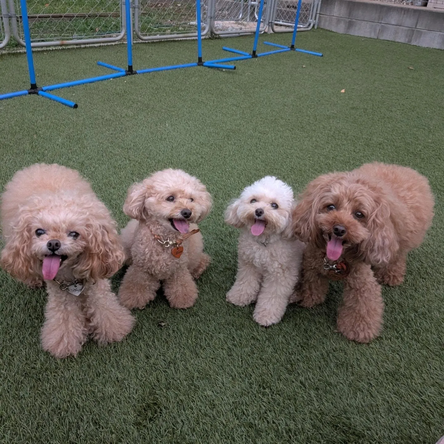 夕方ランで遊ぶわんこさん💓