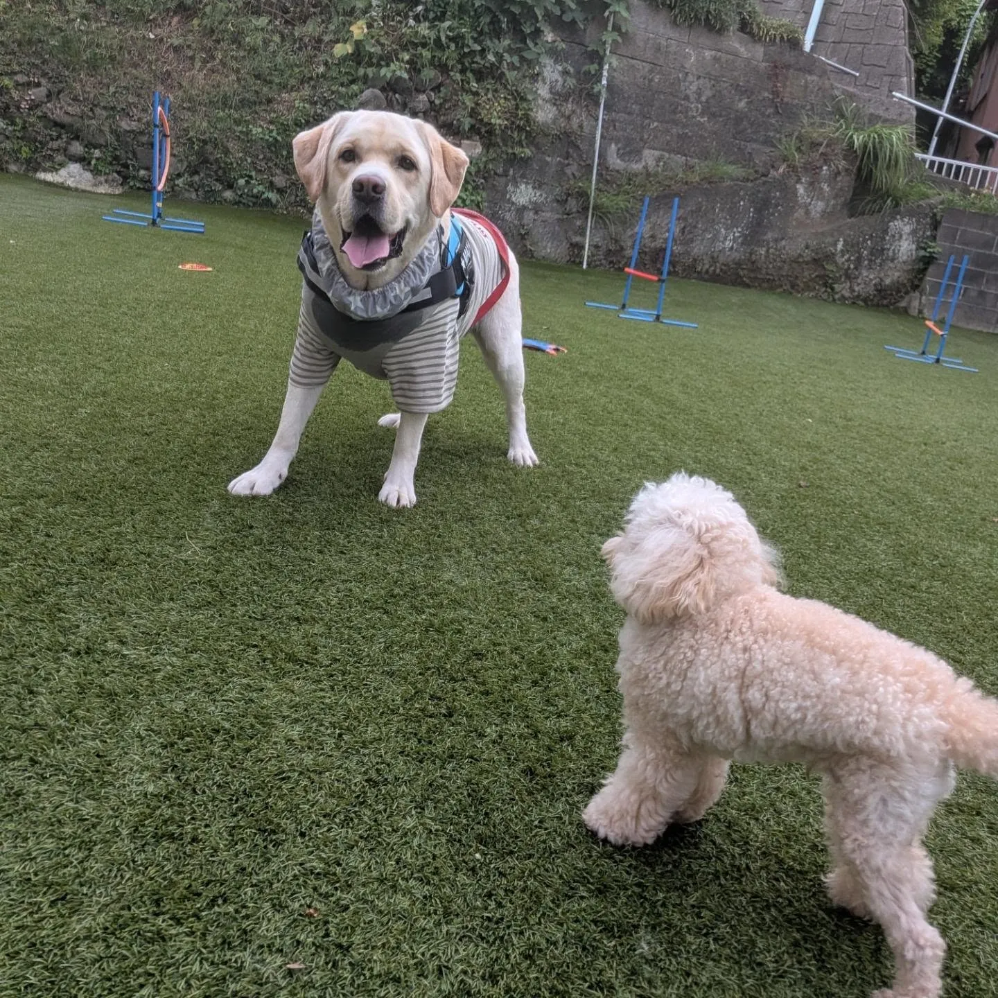 夕方ランで遊ぶわんこさん💓