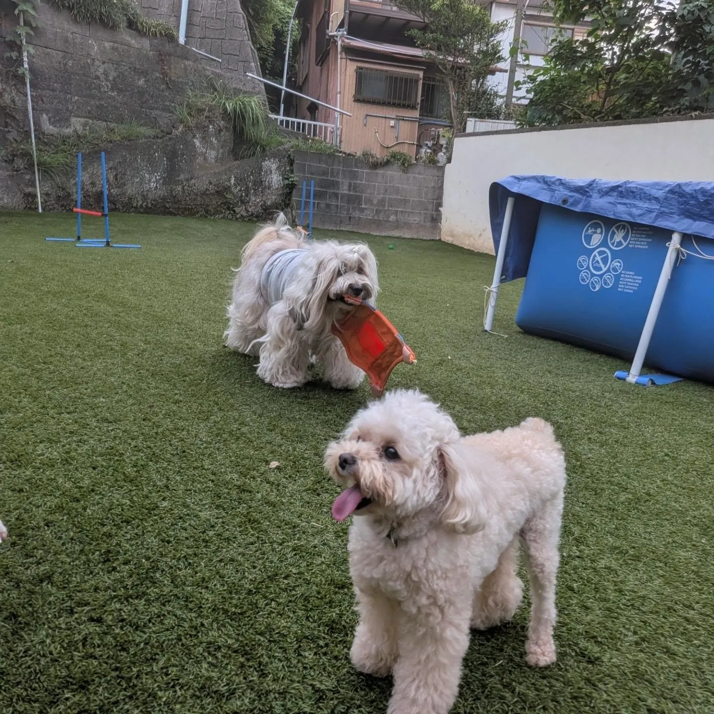 夕方ランで遊ぶわんこさん💓