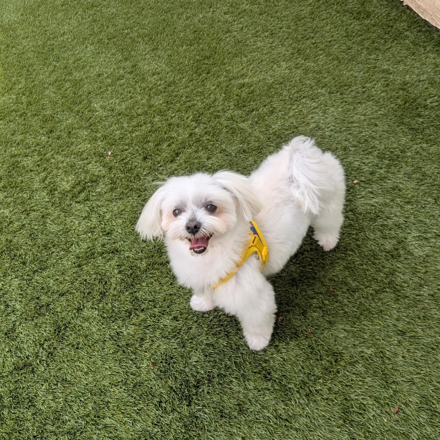 朝はランで遊ぶわんこさん💓