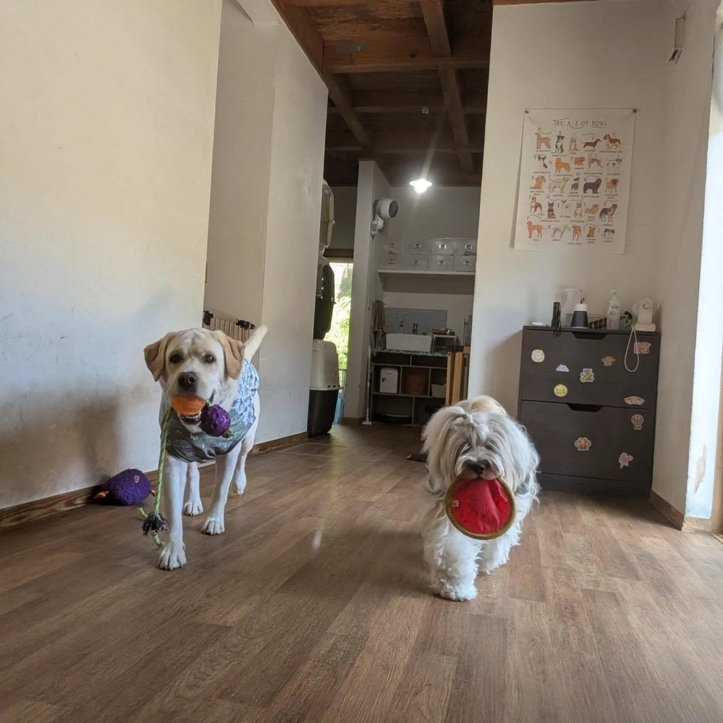 お昼はお部屋で遊ぶロディとまーちゃん🩷