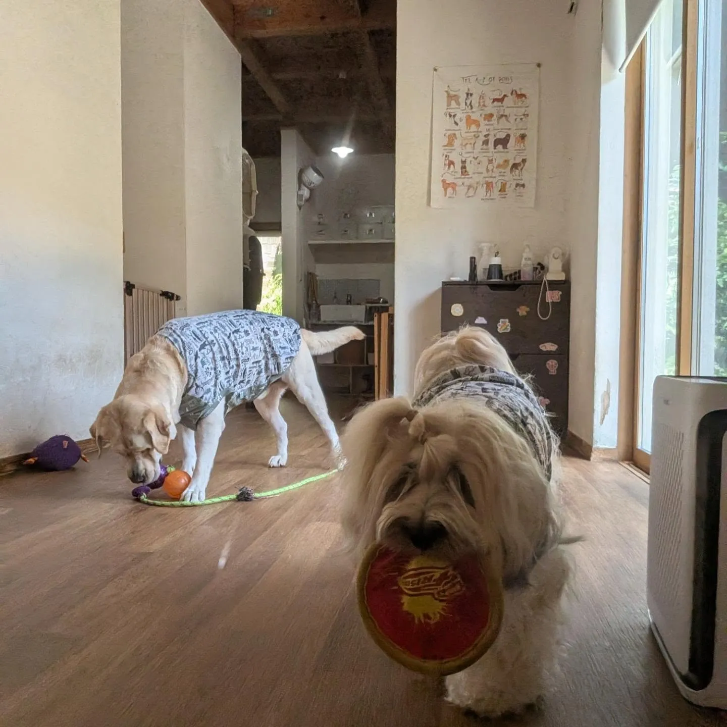お昼はお部屋で遊ぶロディとまーちゃん🩷