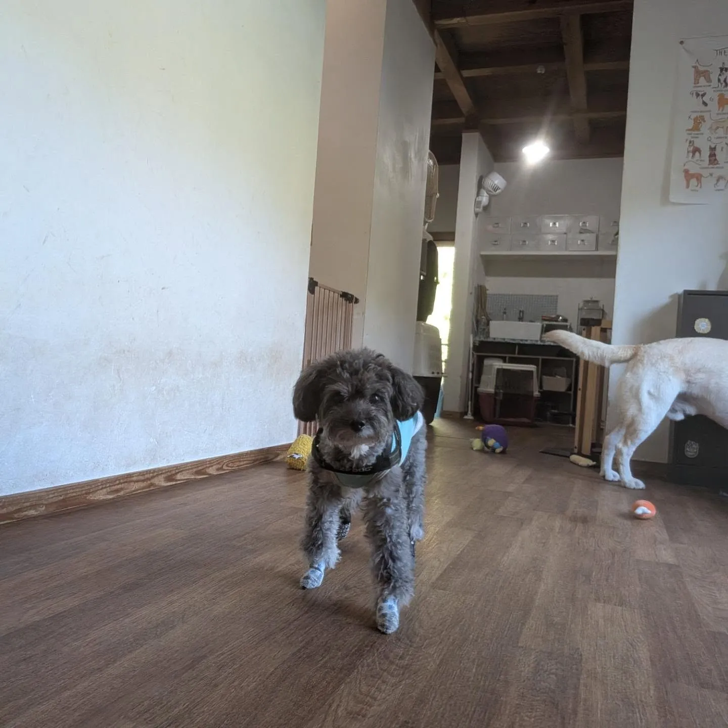 お昼はお部屋で遊ぶわんこさん💓