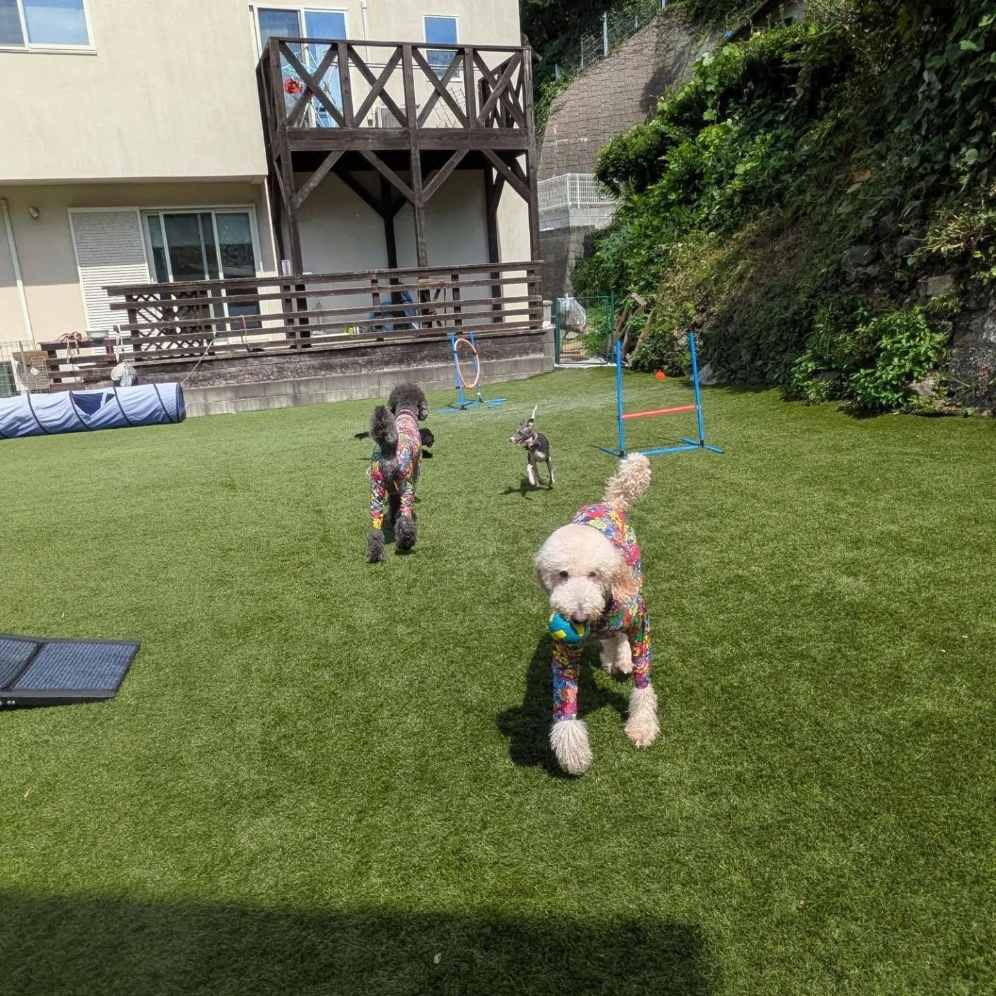 ランで遊ぶわんこさん🩷