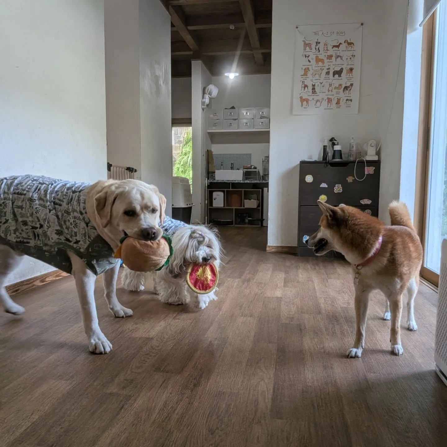 ホームステイに来てくれた柴犬のクルミちゃん💓