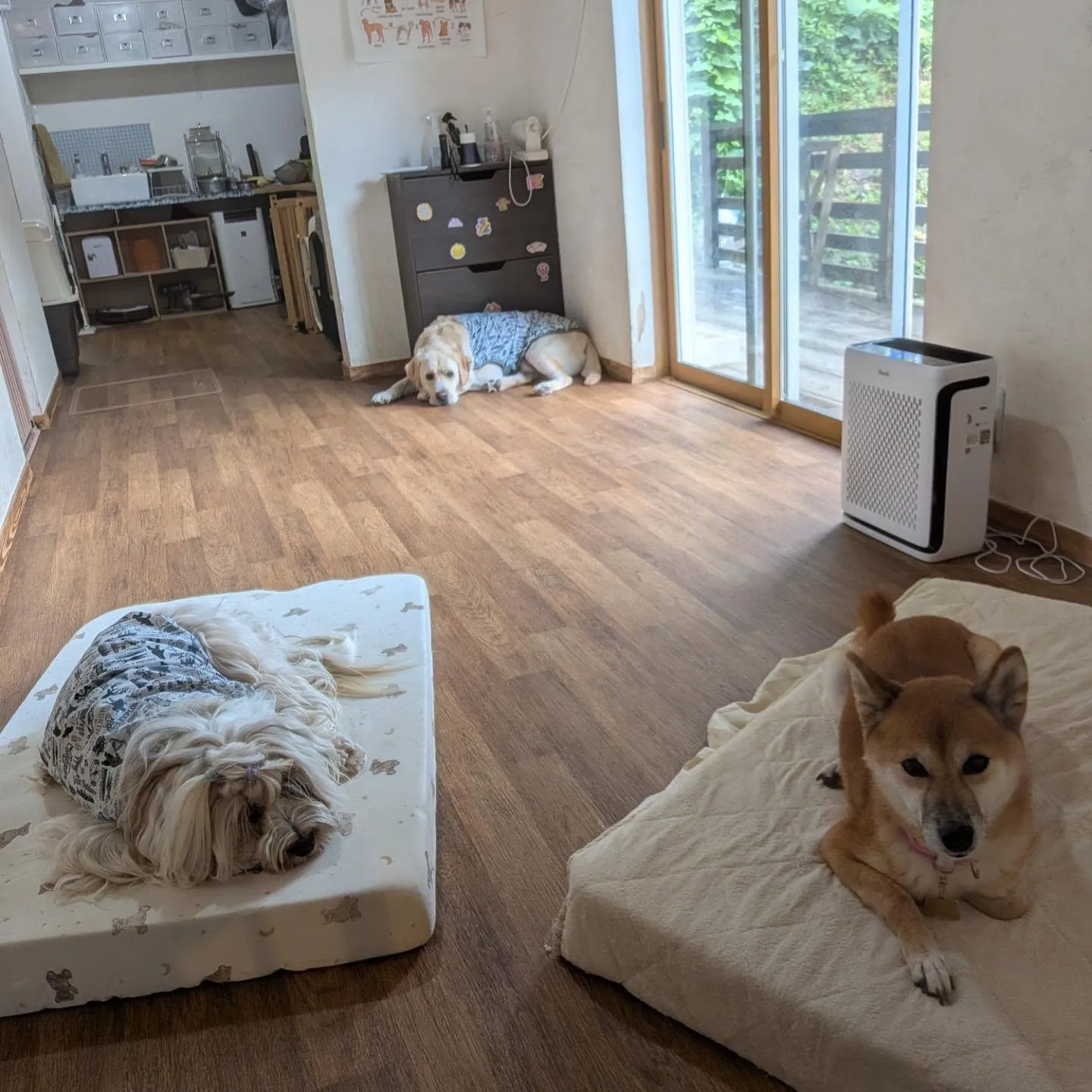 ホームステイに来てくれた柴犬のクルミちゃん💓