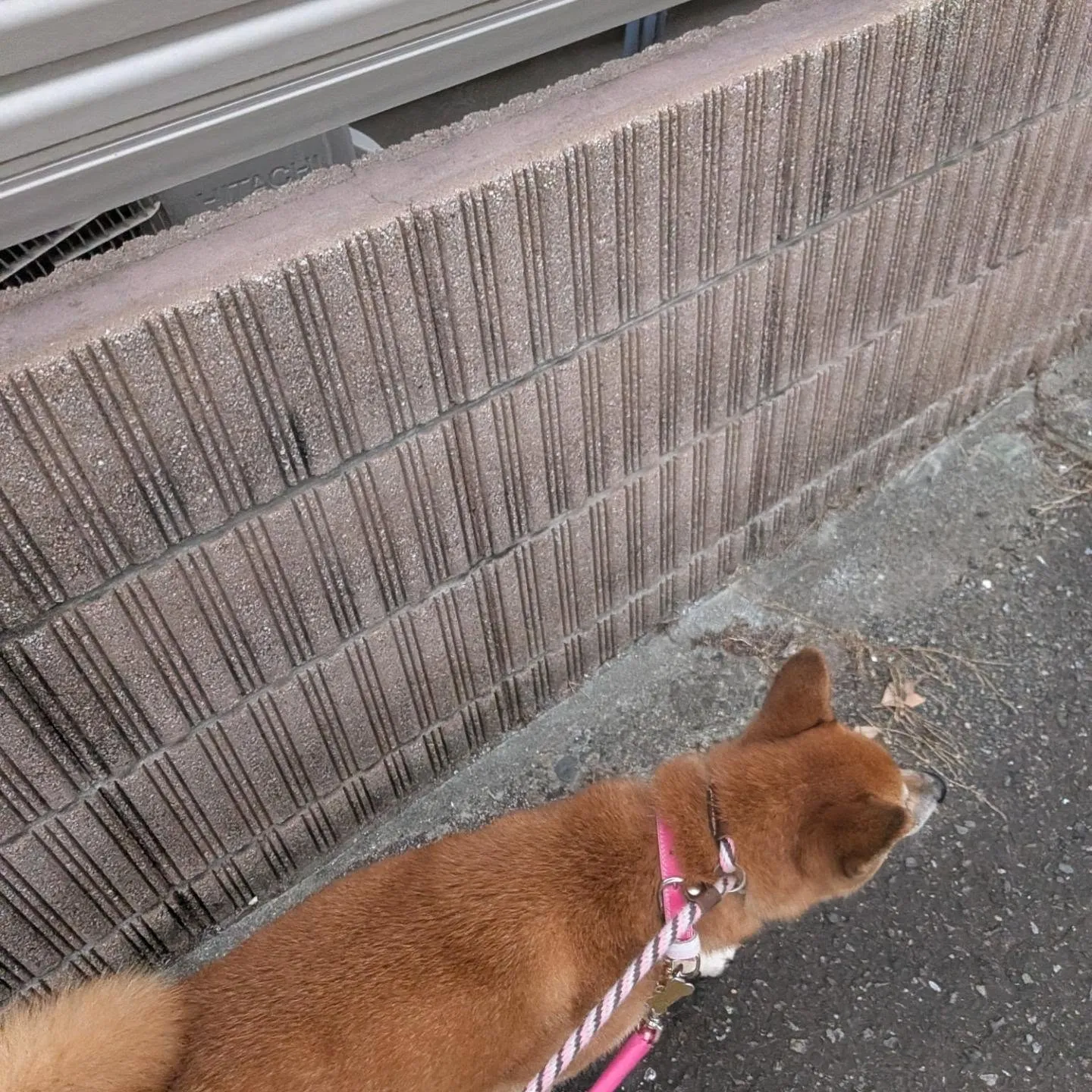 ホームステイに来てくれた柴犬のクルミちゃん💓