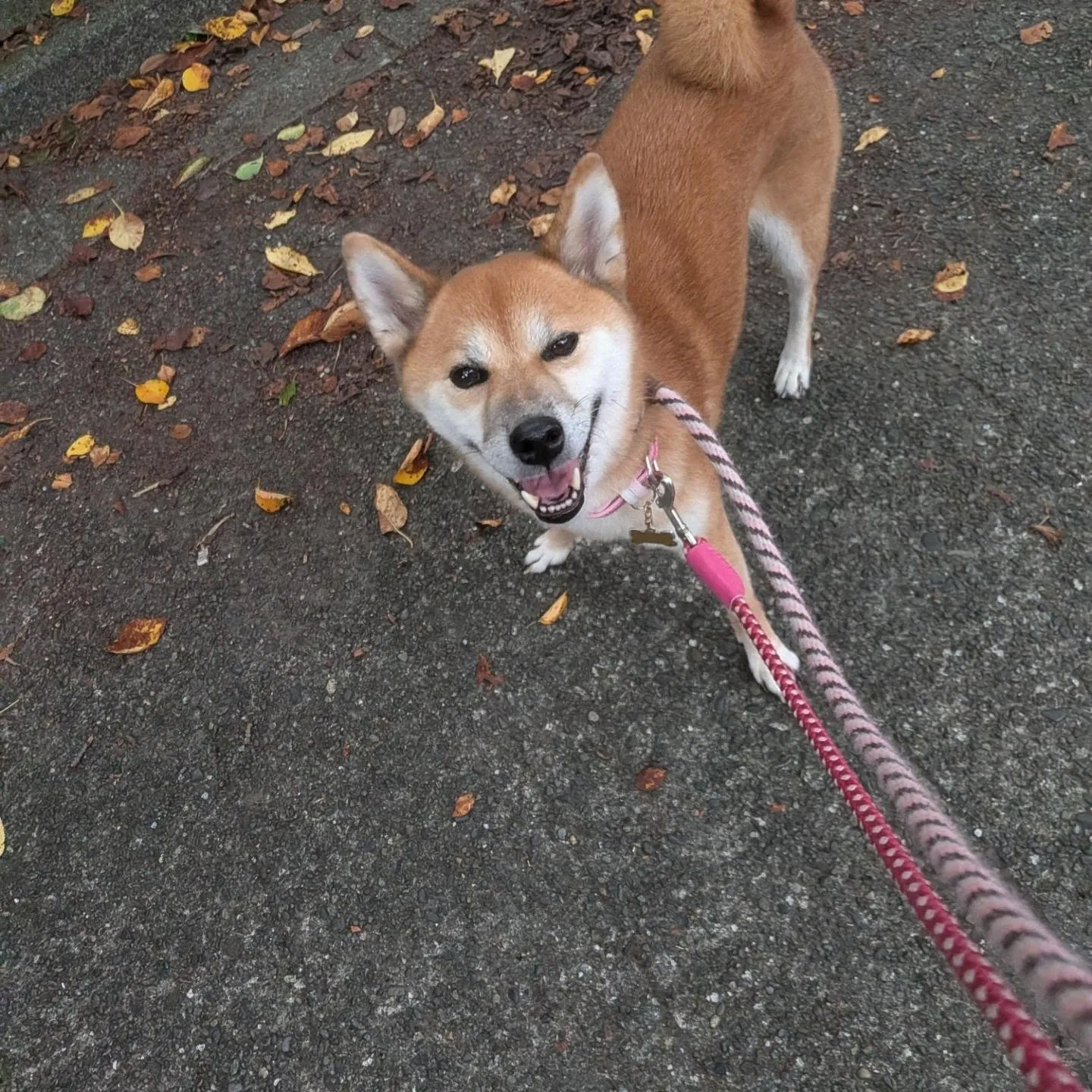 ホームステイに来てくれた柴犬のクルミちゃん💓