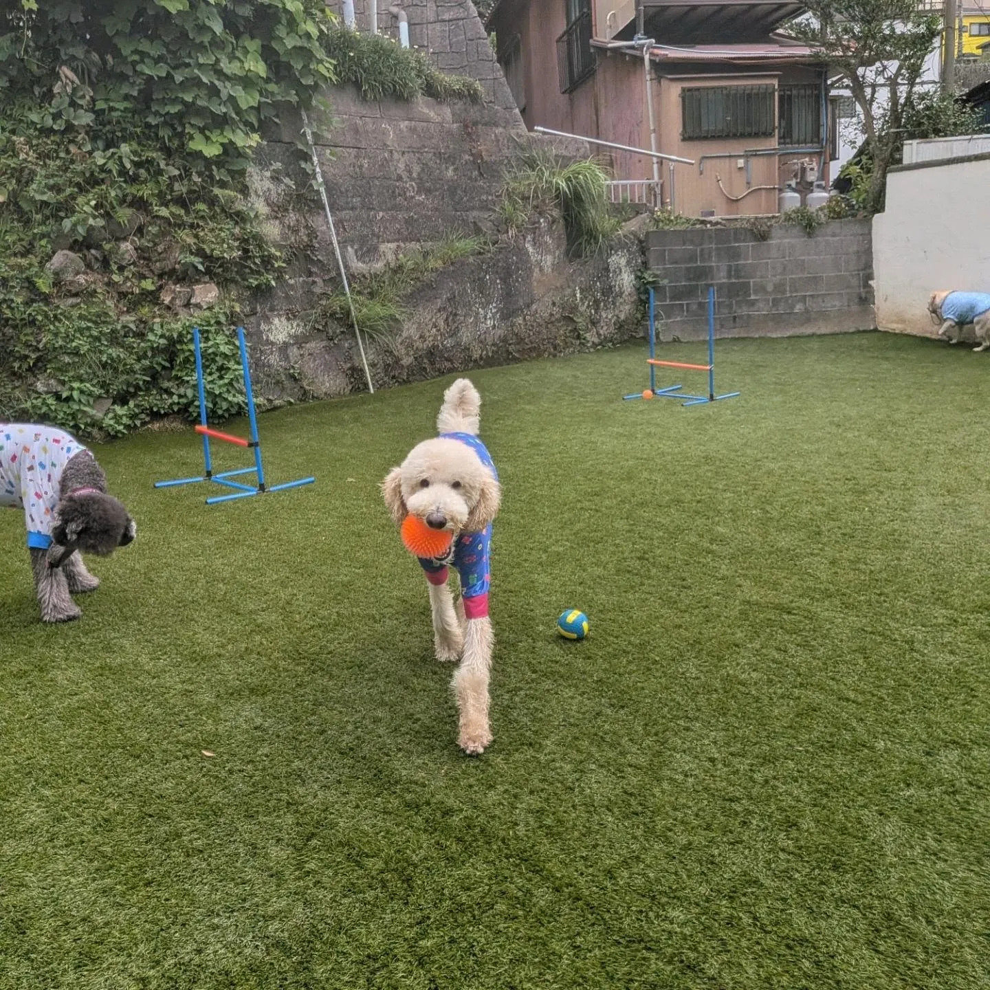 朝はみんなでお散歩へ🎵