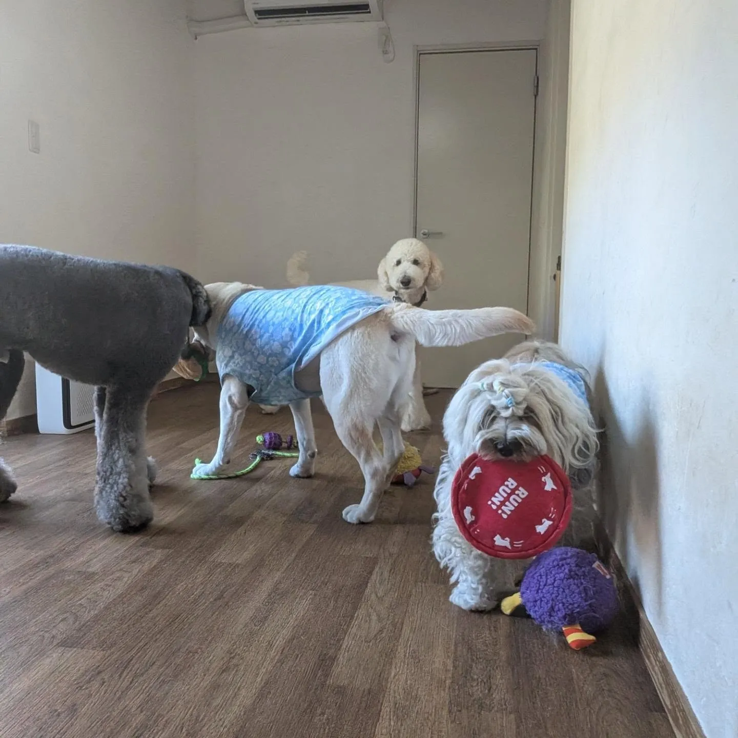 お部屋で遊ぶわんこさん💓