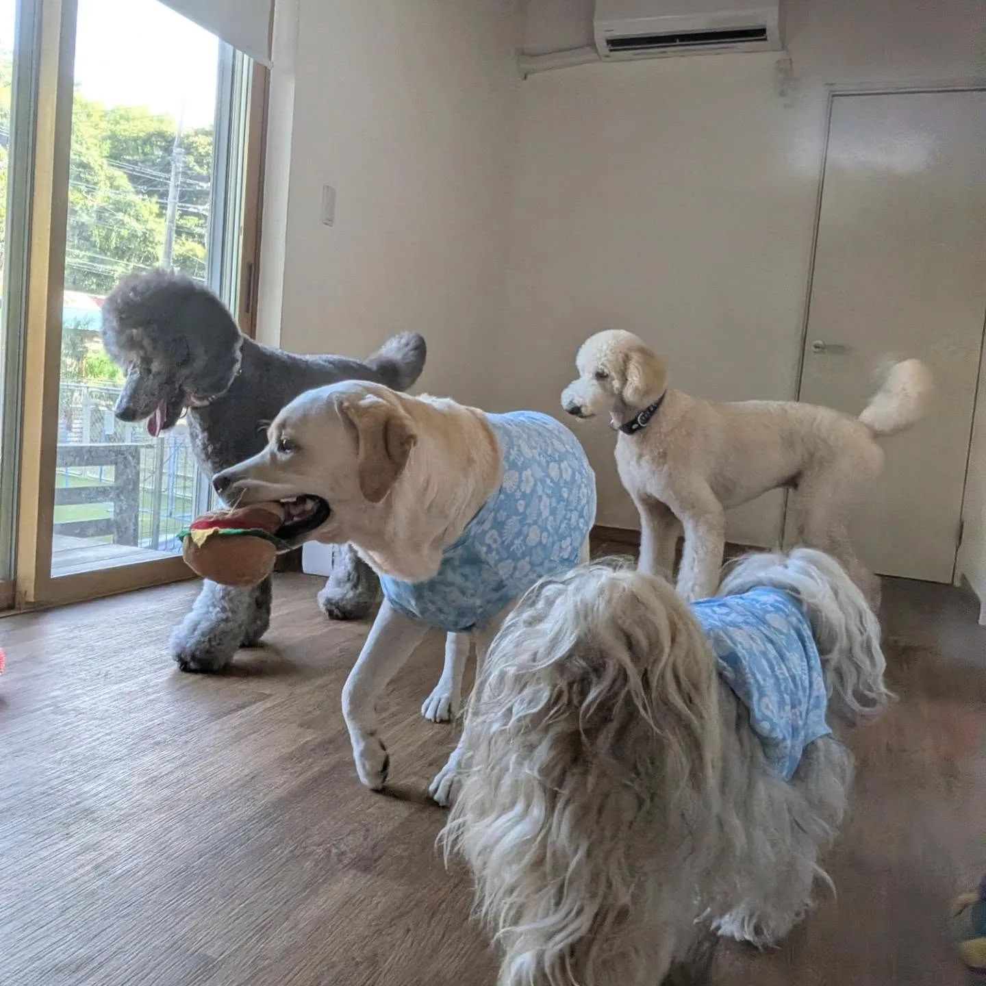 お部屋で遊ぶわんこさん💓