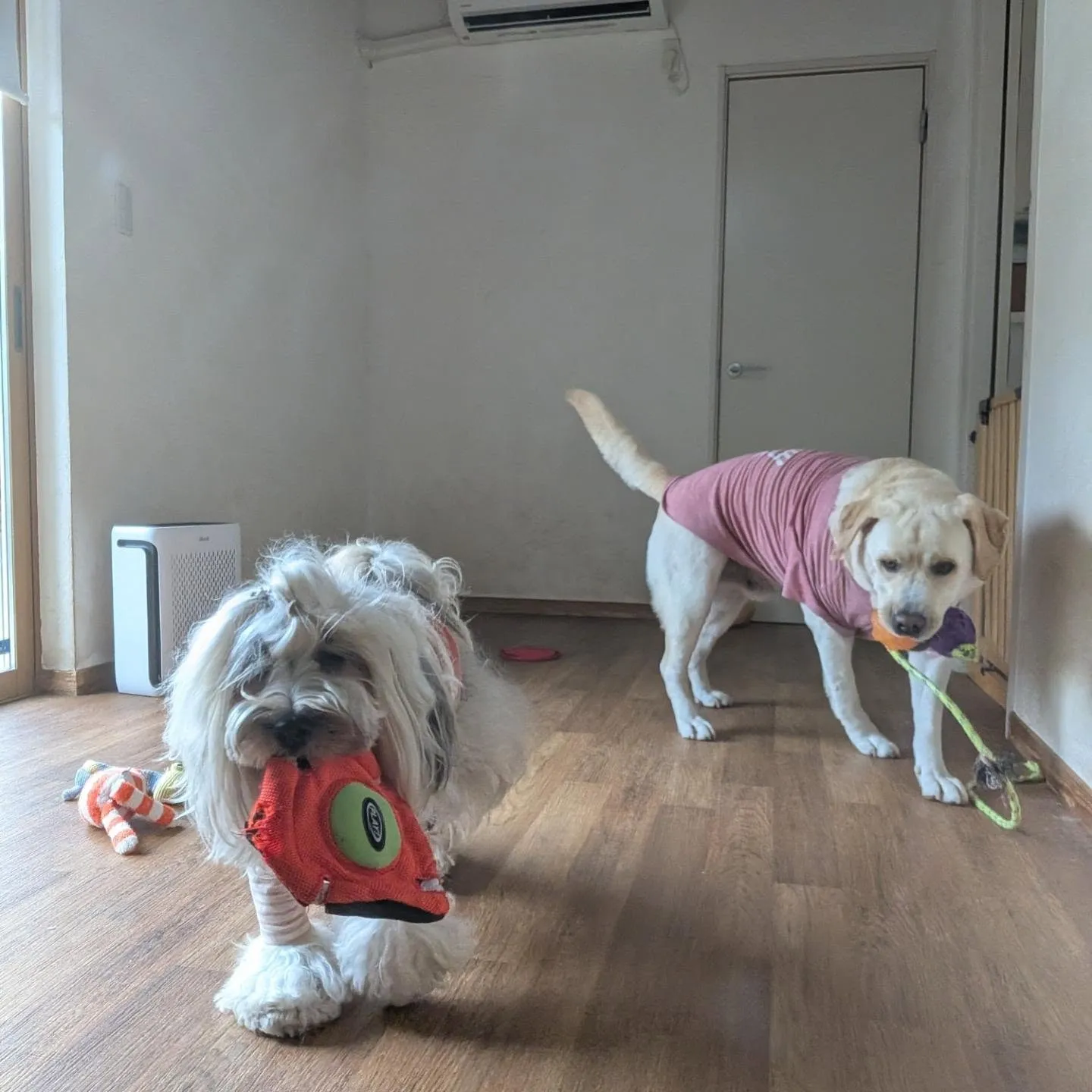 お部屋でおもちゃ遊びするわんこさん💓