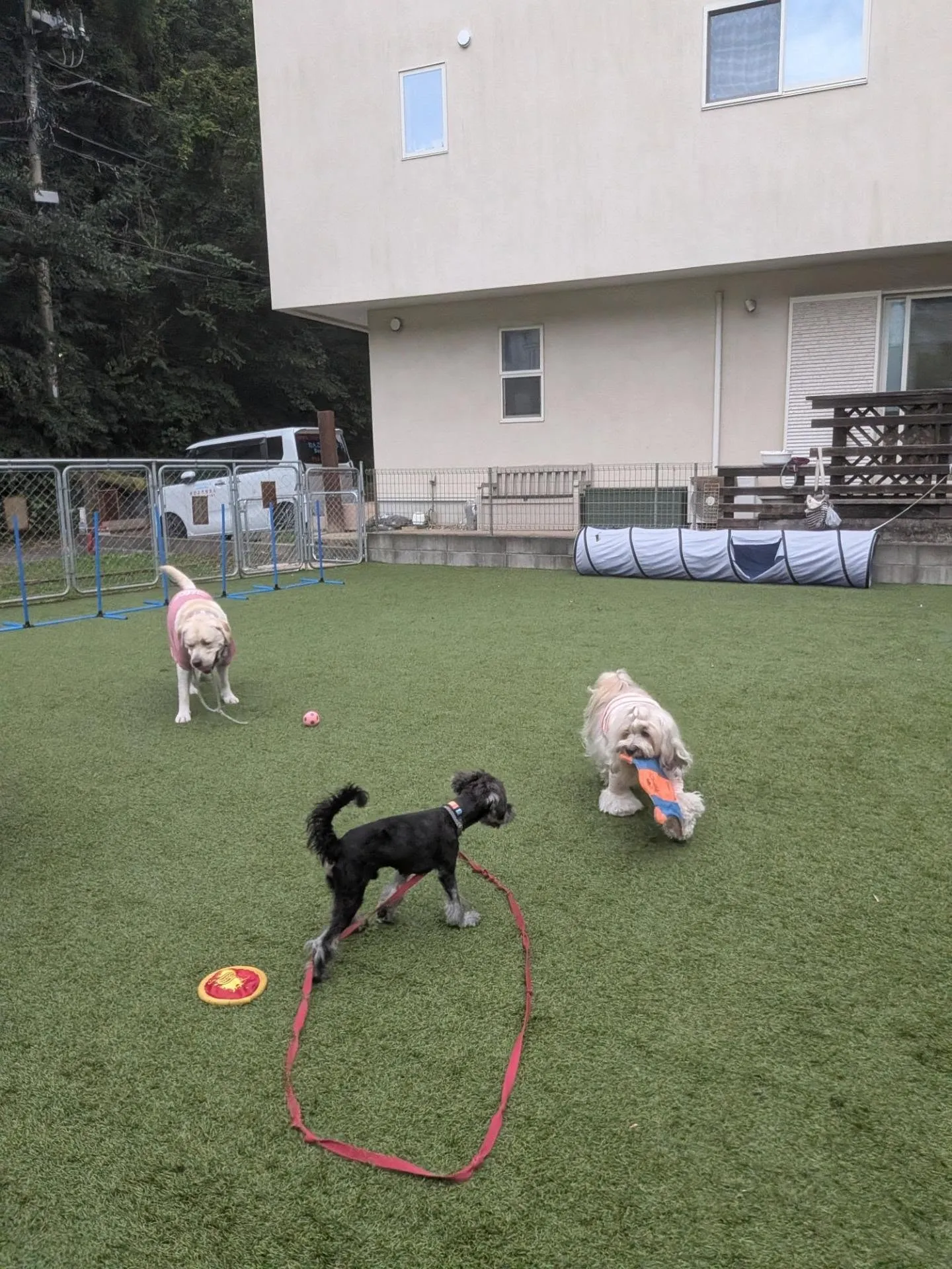 夕方お散歩へ🎵