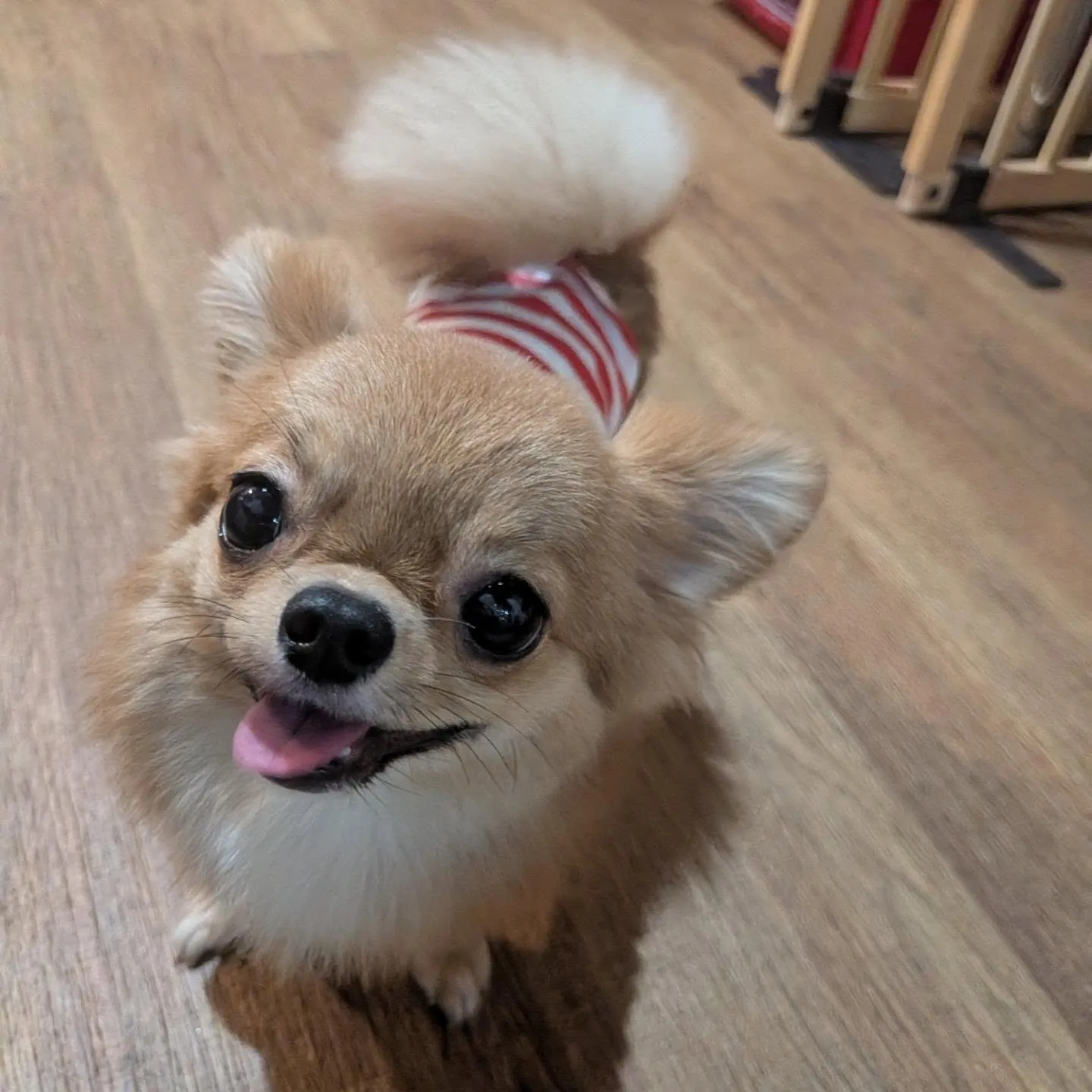 夕方からホームステイに来てくれたララちゃん🩷