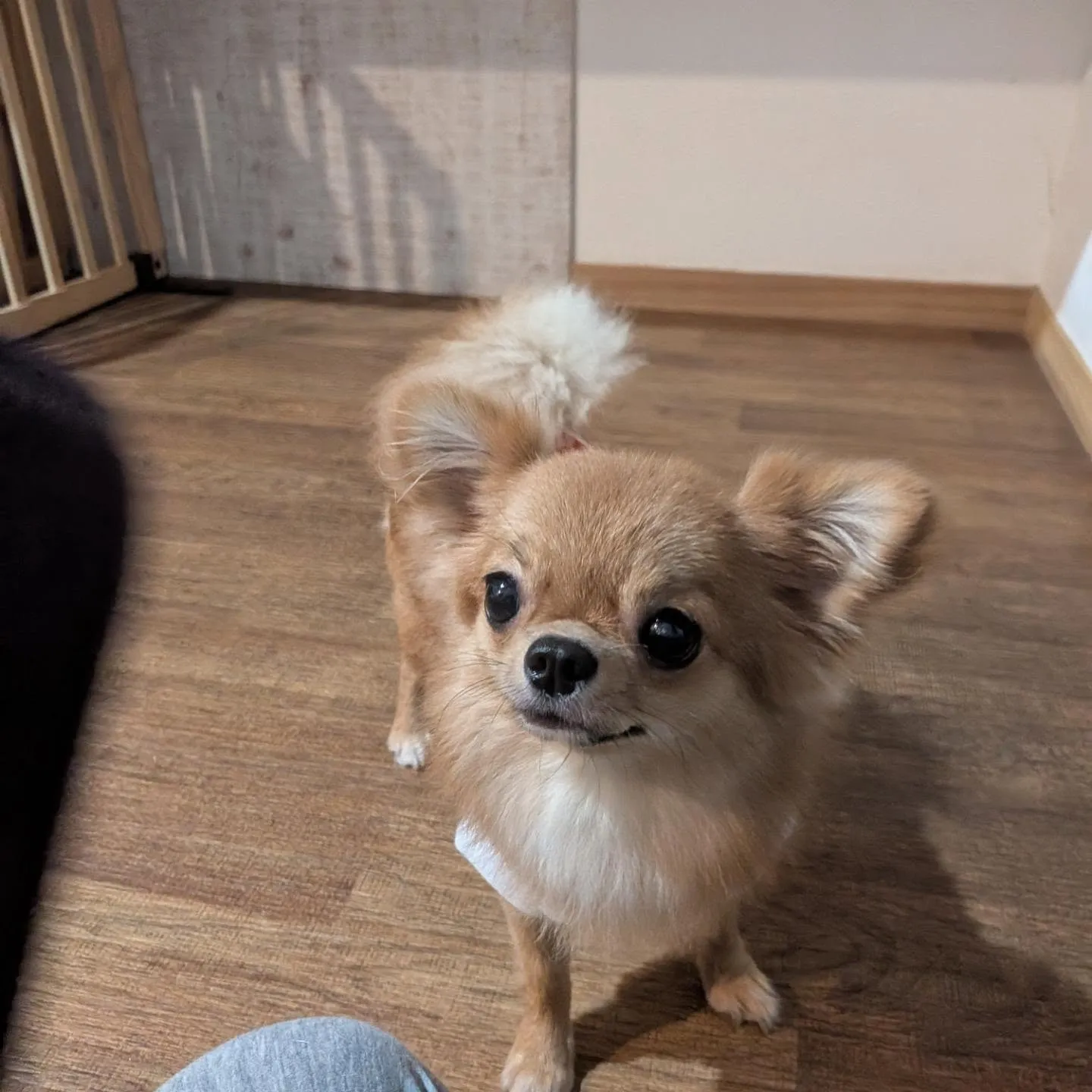 夕方からホームステイに来てくれたララちゃん🩷