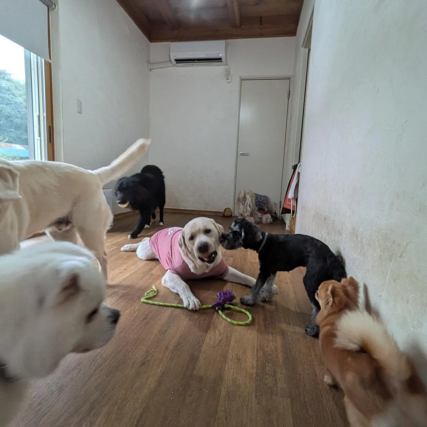 お部屋で遊ぶわんこさん💓