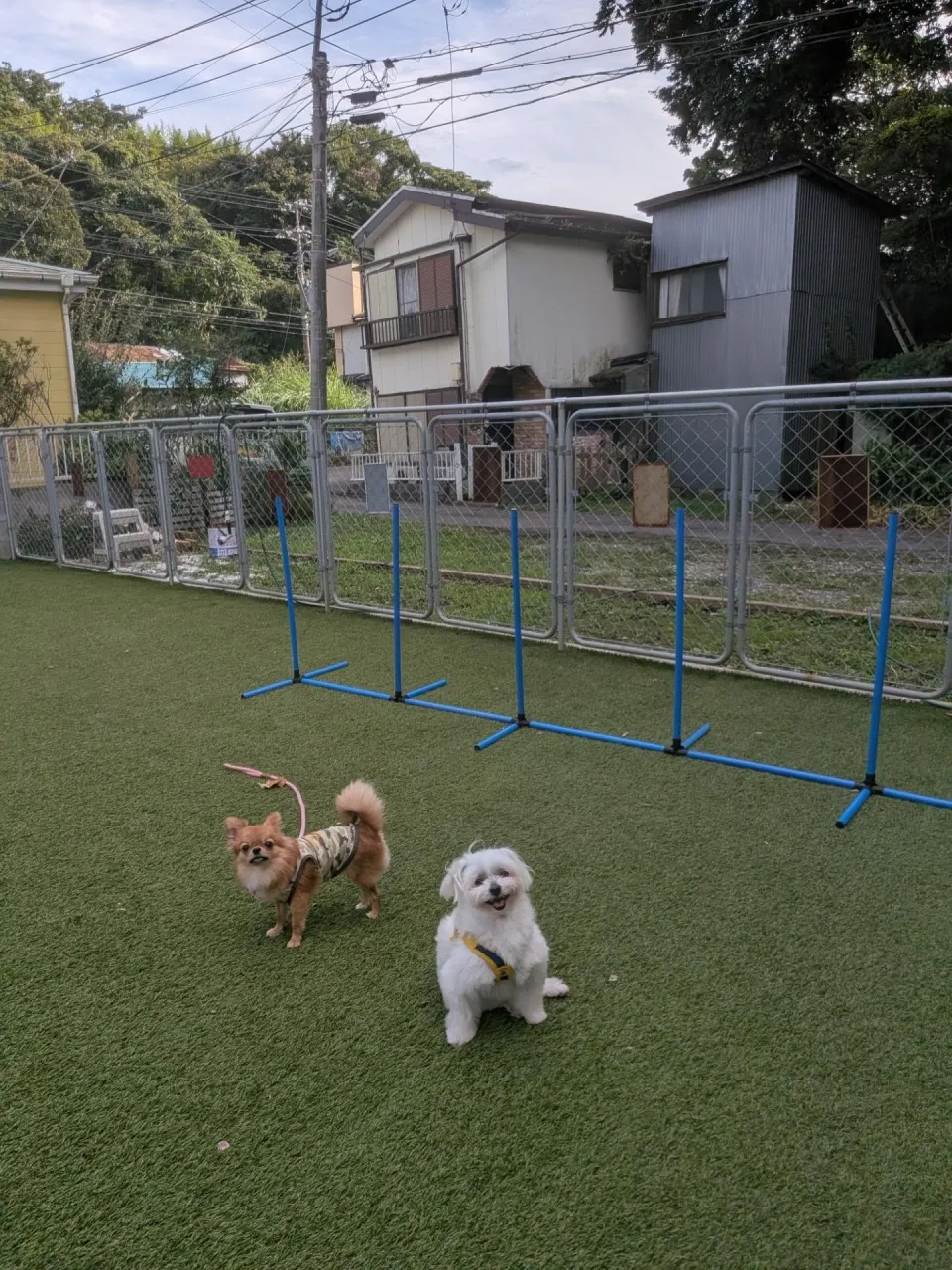 夕方ランで遊ぶわんこさん💓