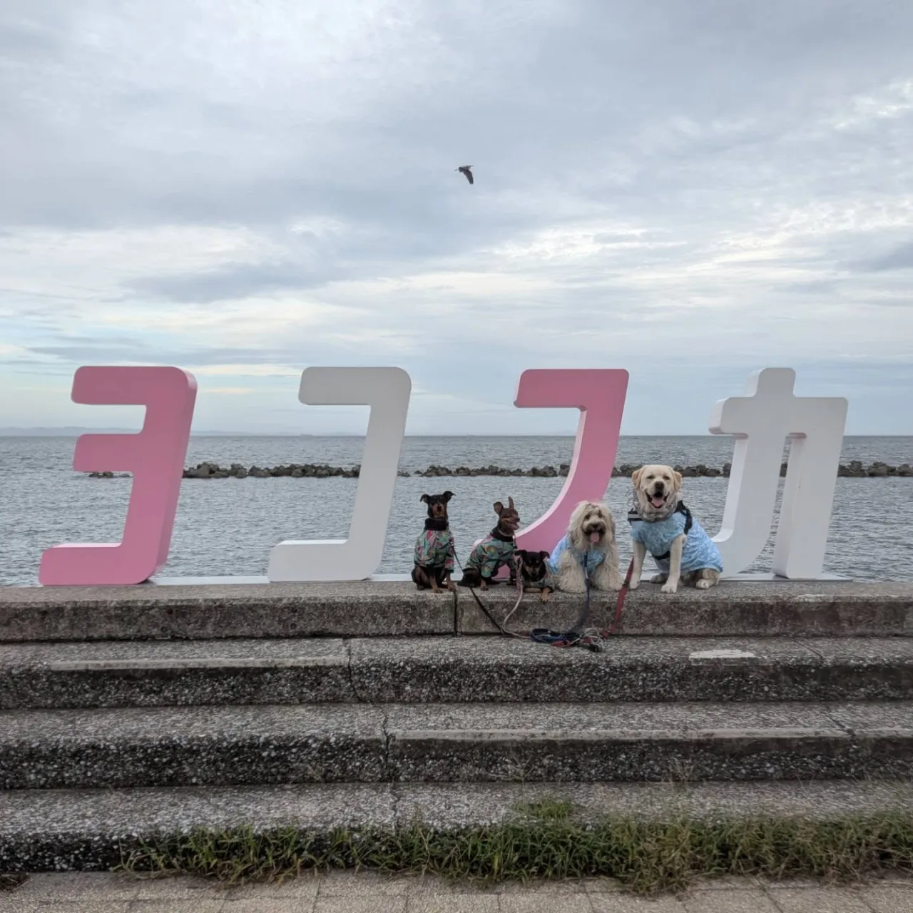 夕方ピンシャーファミリーと海岸散歩🩷