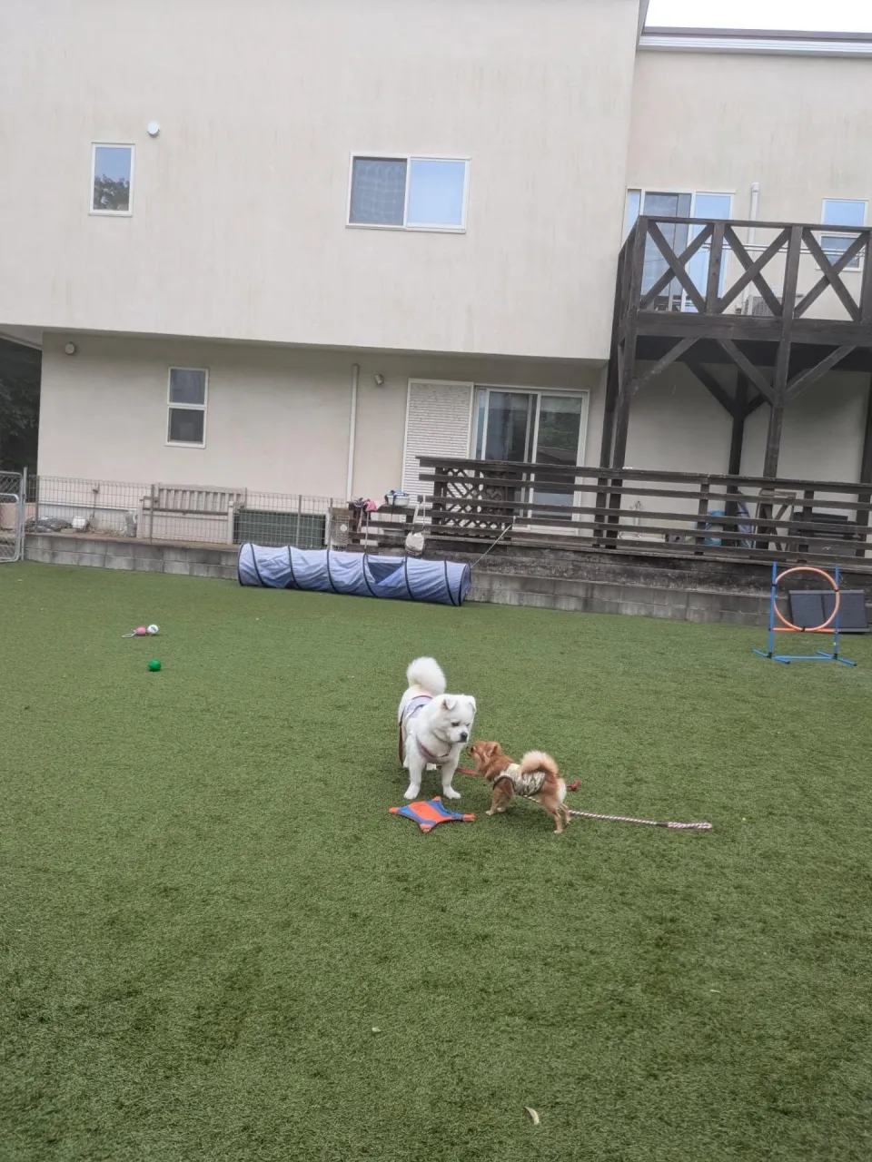 午後からは雨も止んでくれたのでお散歩行ってランで遊ぶわんこさ...
