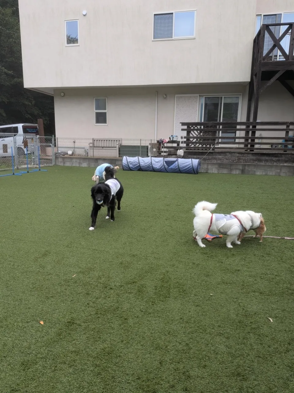 午後からは雨も止んでくれたのでお散歩行ってランで遊ぶわんこさ...