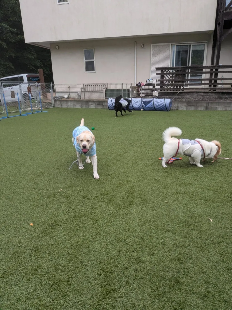 午後からは雨も止んでくれたのでお散歩行ってランで遊ぶわんこさ...