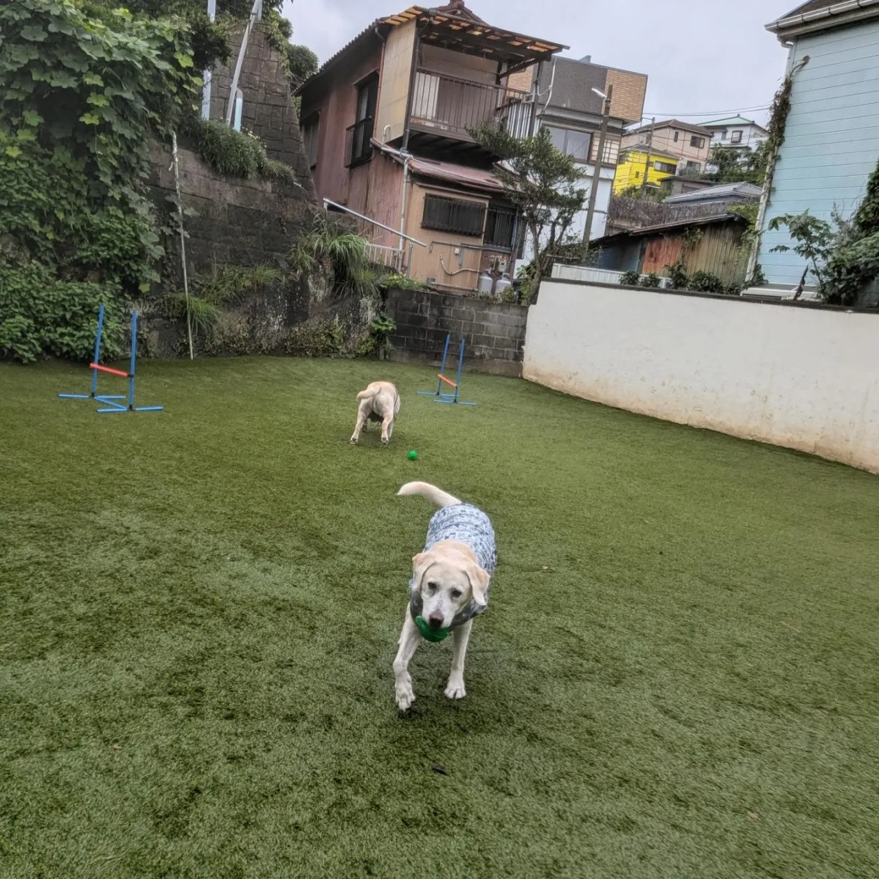 残念ながら今日は雨☔️